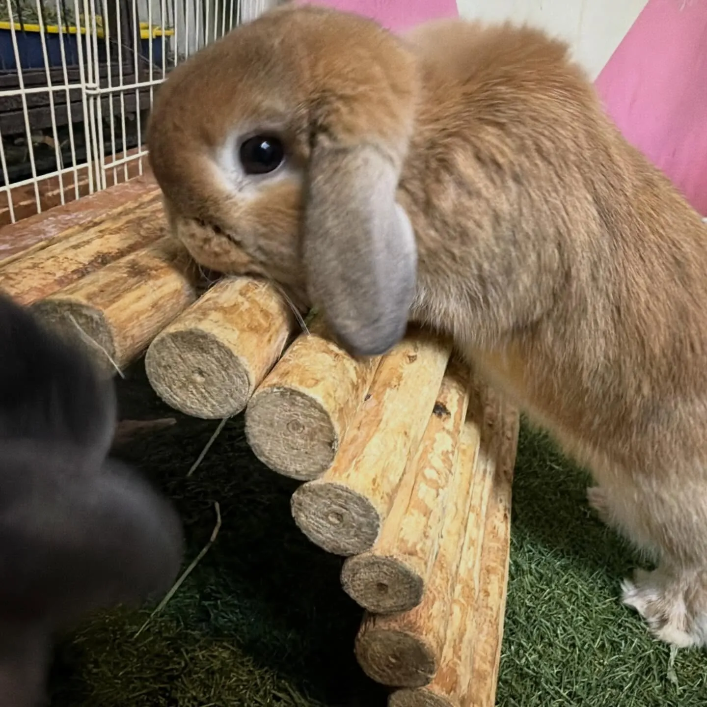 ⭐︎ローテーション⭐︎