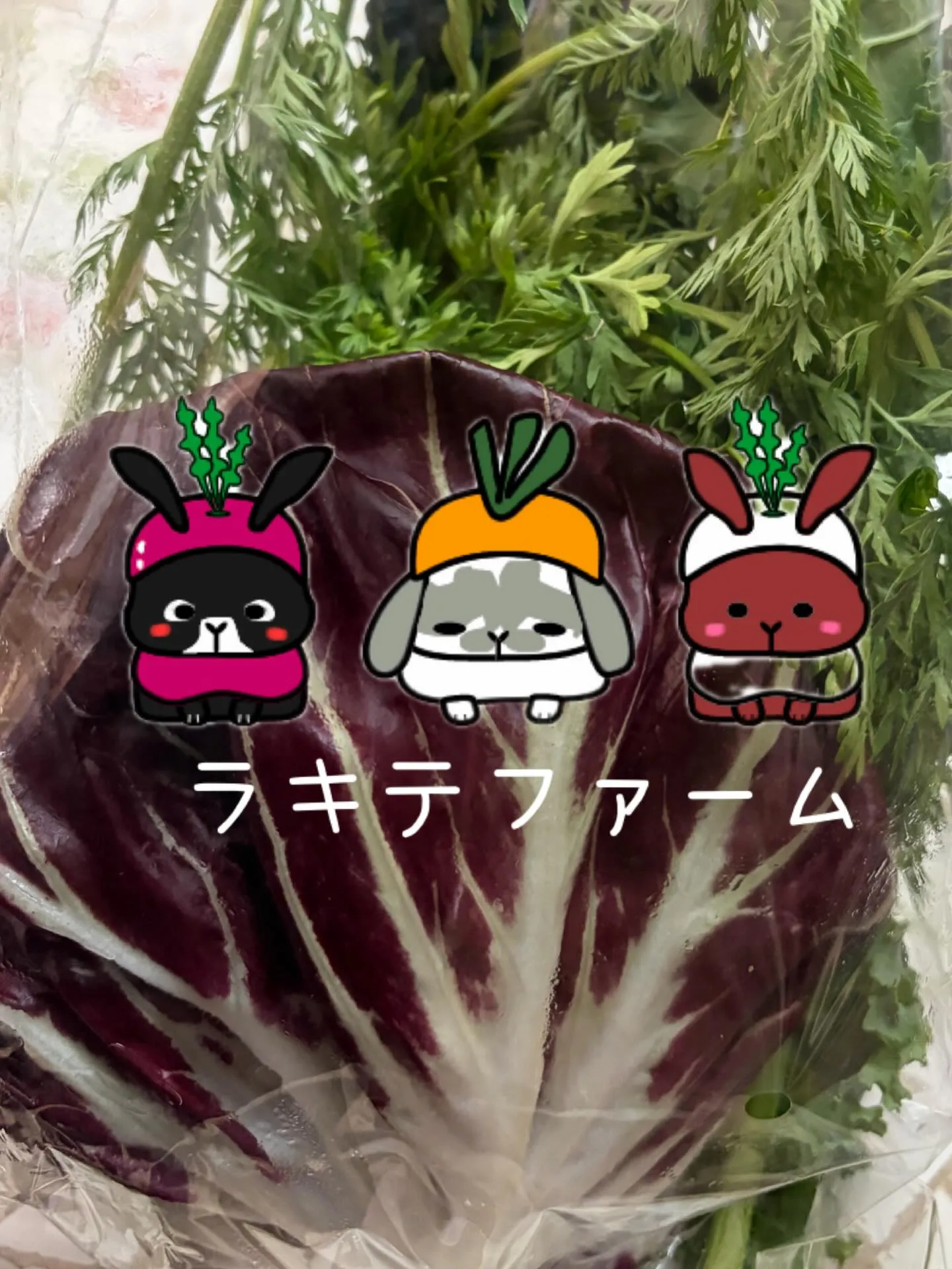 ⭐︎ラキテ葉っぱ⭐︎