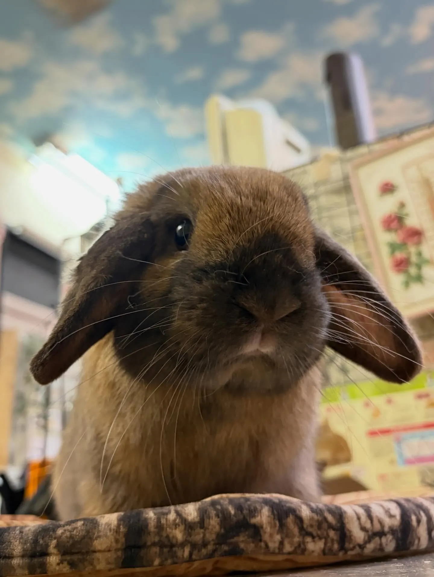 ⭐︎トートくん⭐︎