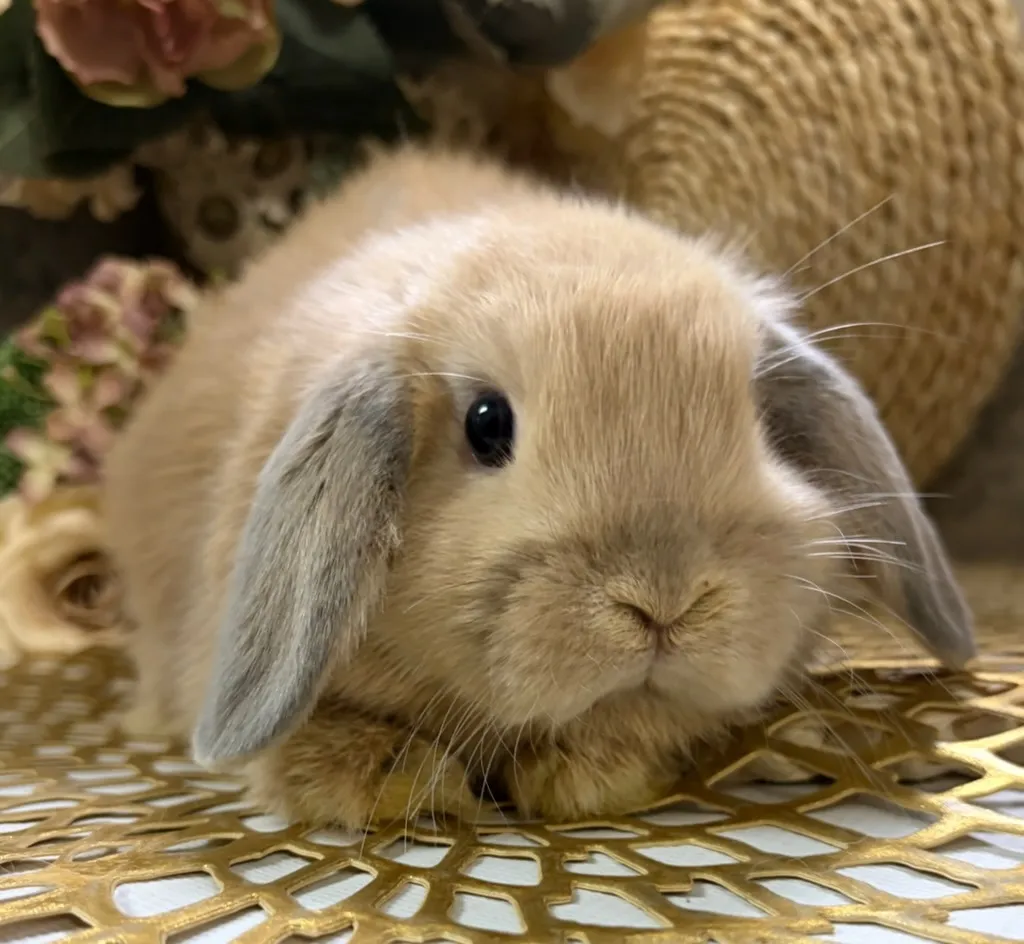 ☆お迎え済☆リンクス