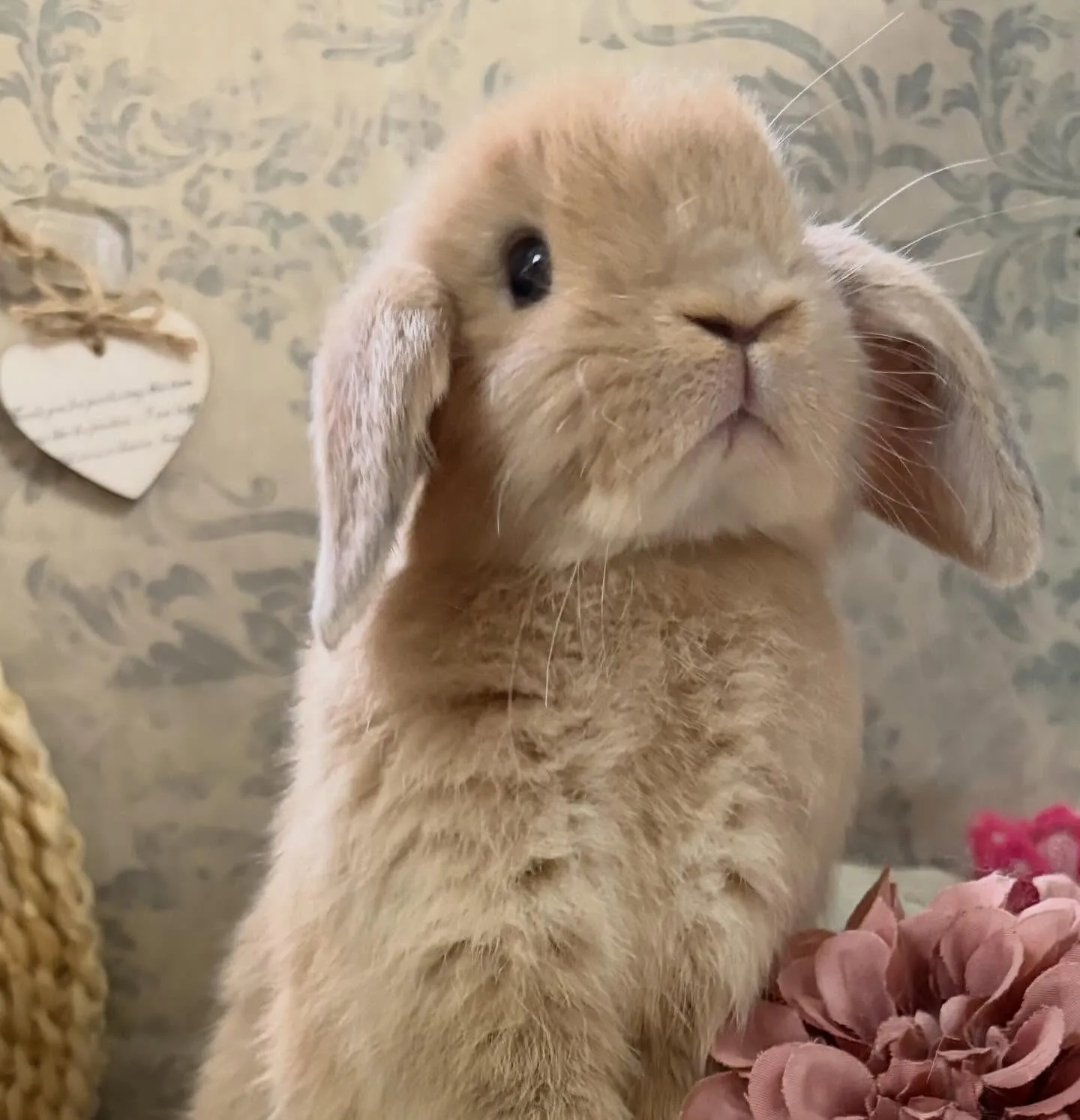 ⭐︎ホーランドベビー⭐︎