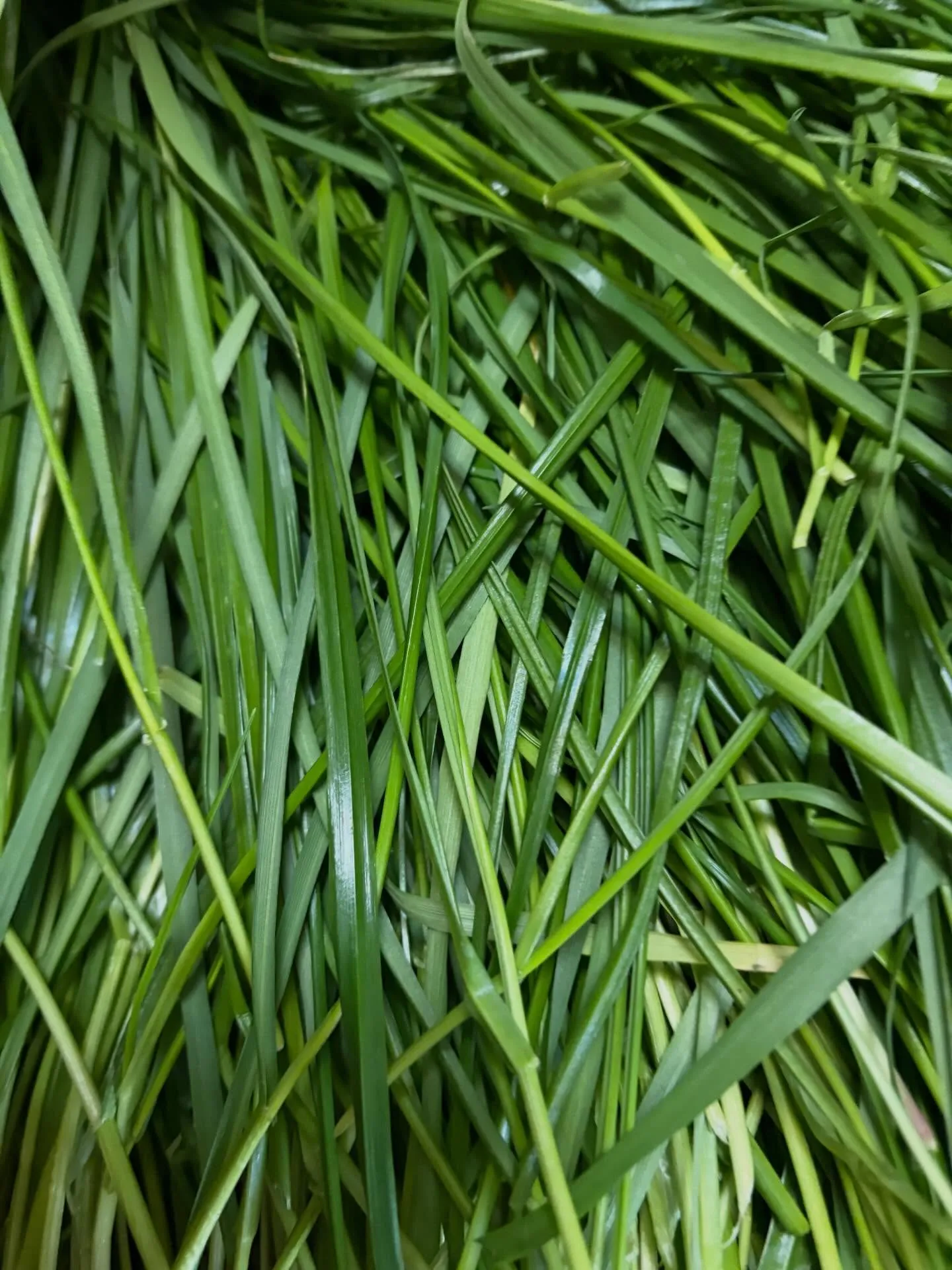 ⭐︎生牧草入荷⭐︎