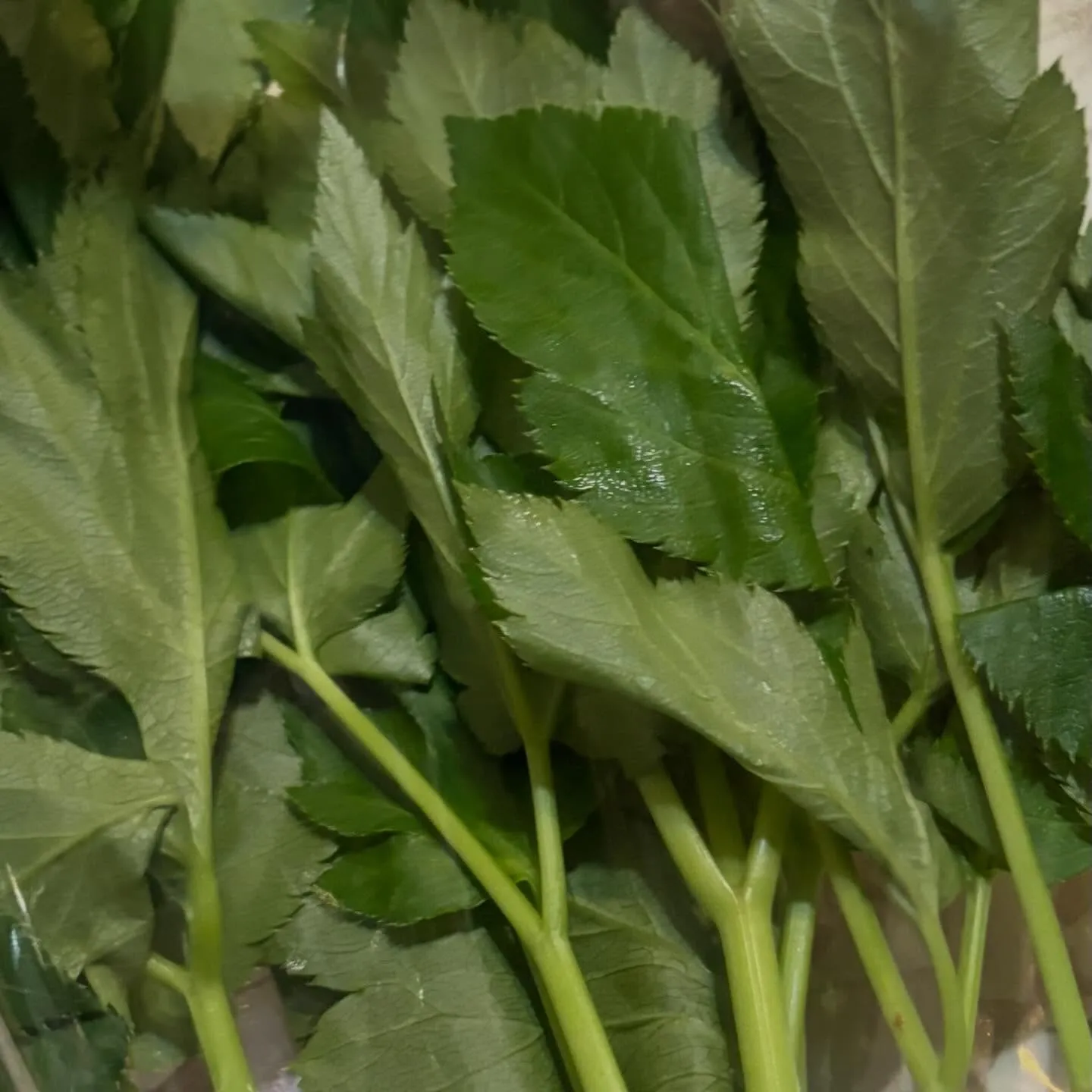 ⭐︎2025年最終入荷⭐︎