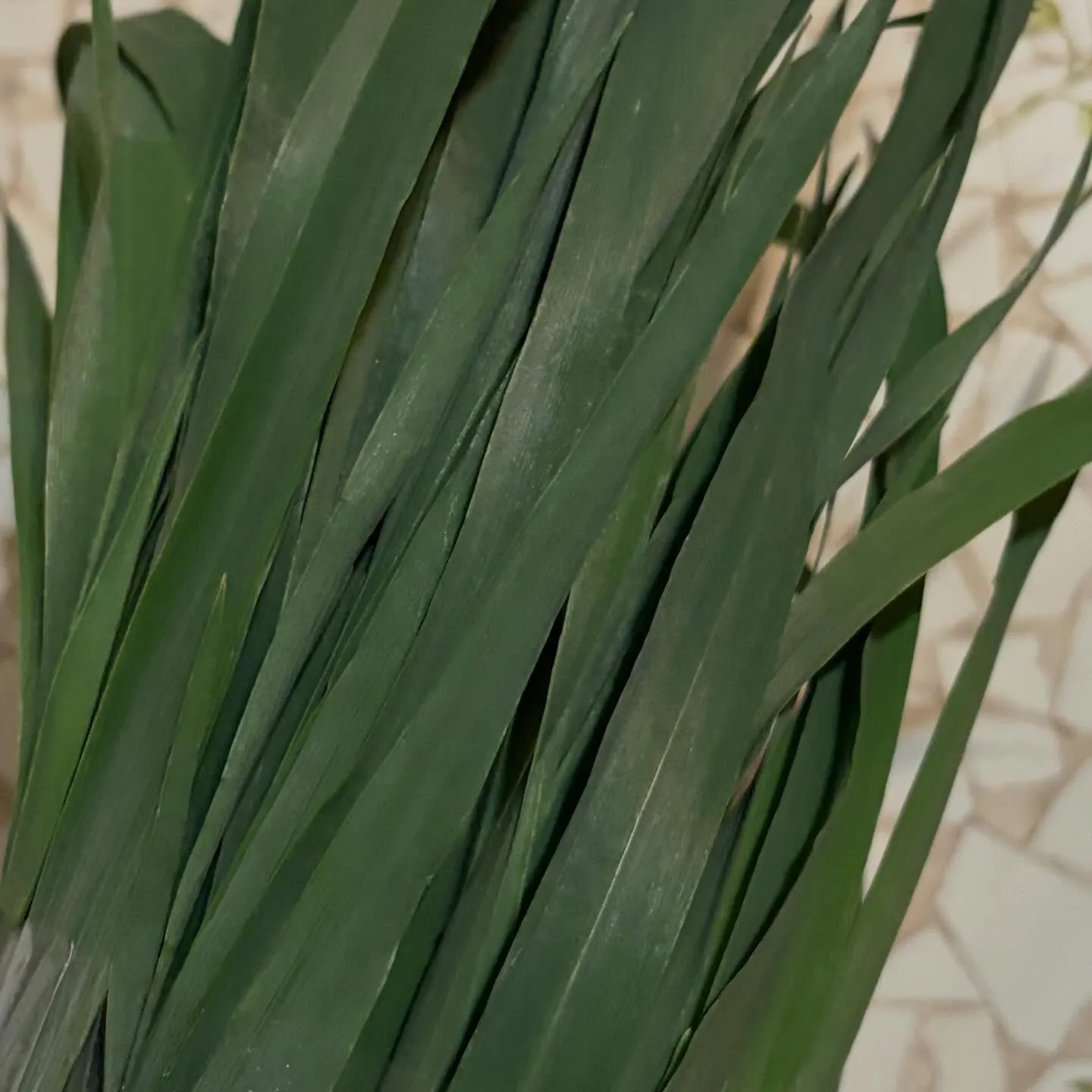 ⭐︎2025年最終入荷⭐︎