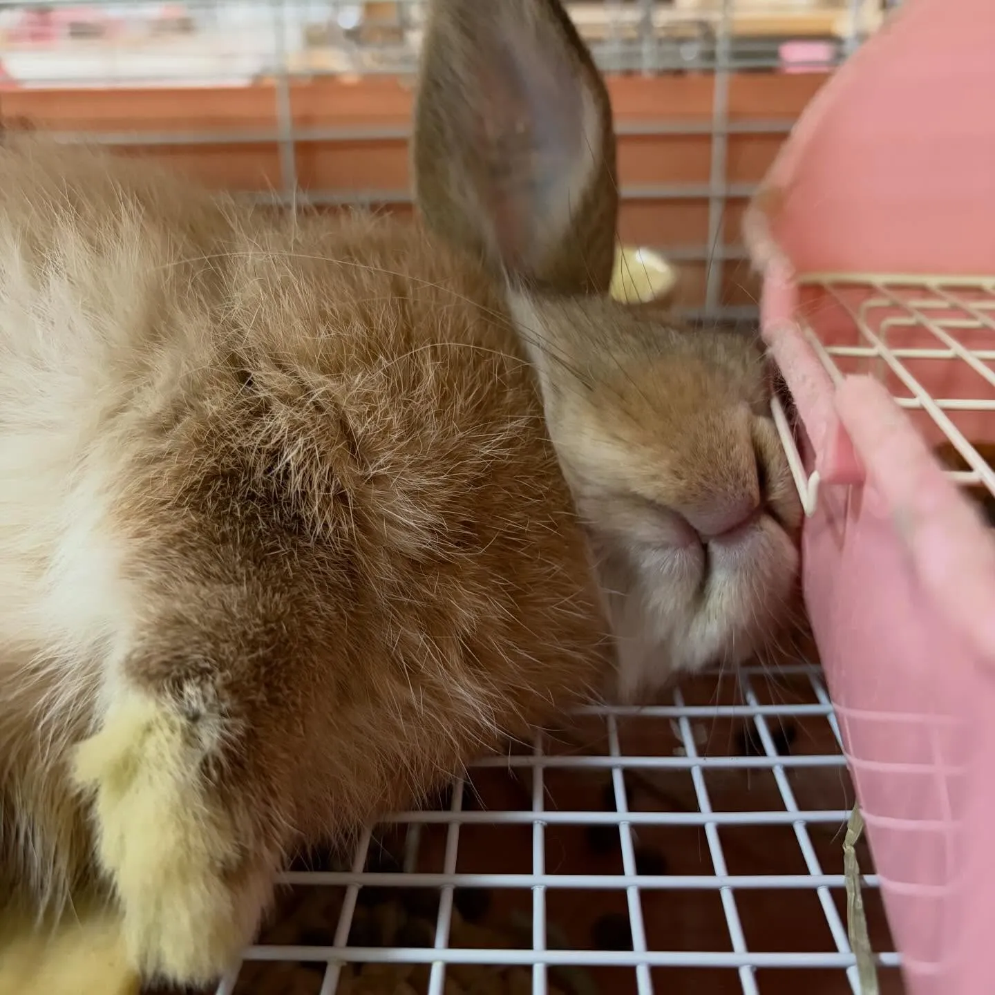 ⭐︎完売御礼⭐︎