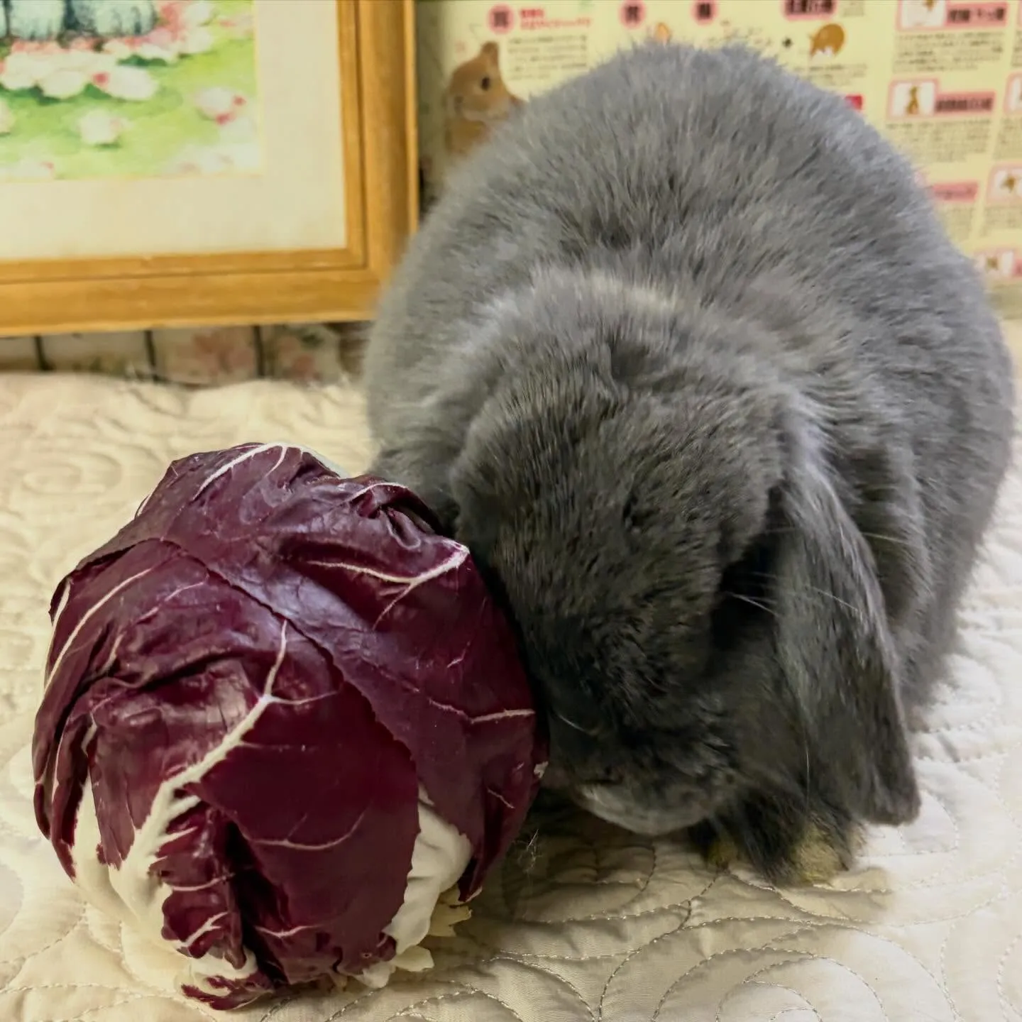 ⭐︎新春祝い⭐︎