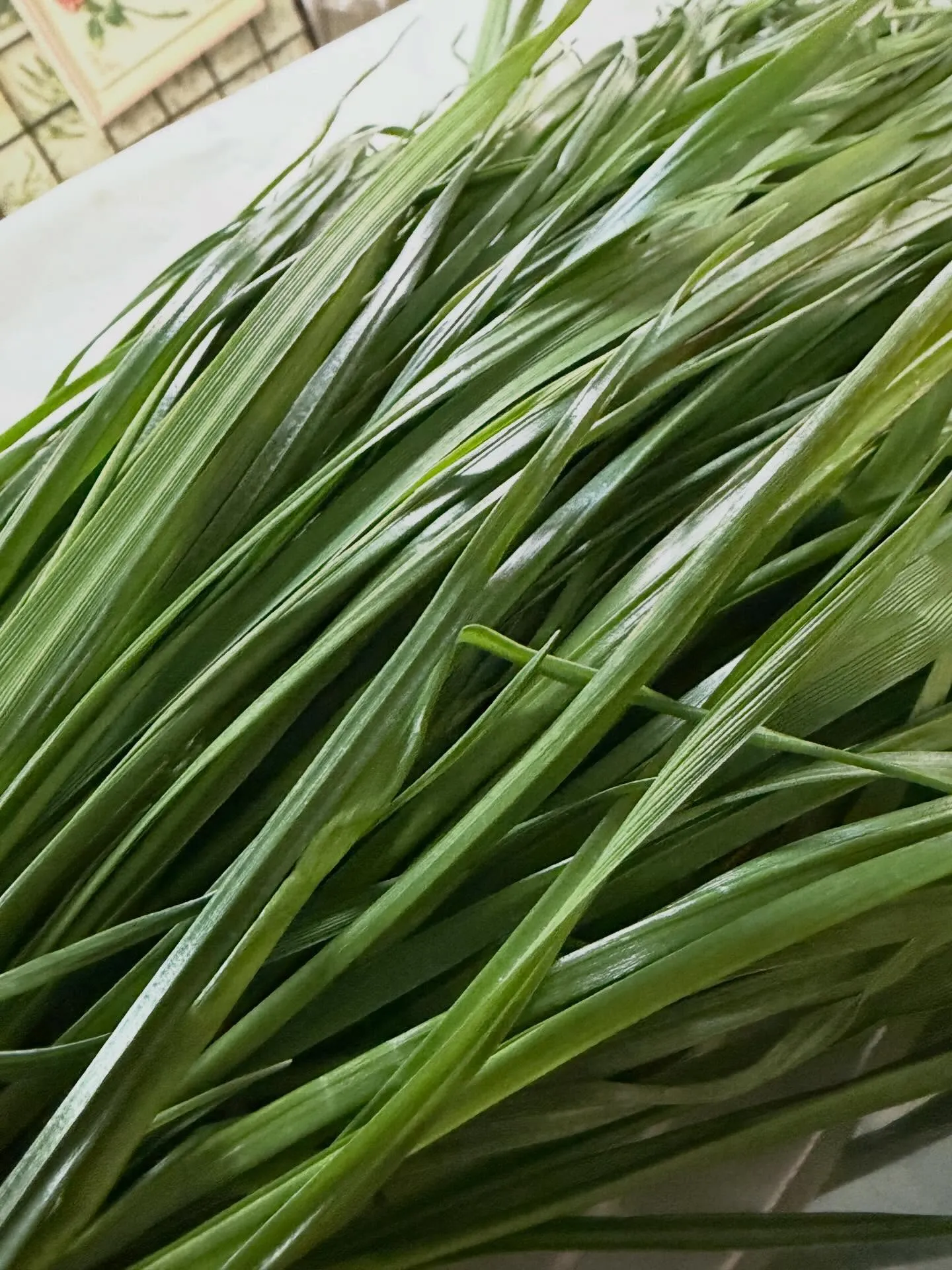 ⭐︎生牧草⭐︎