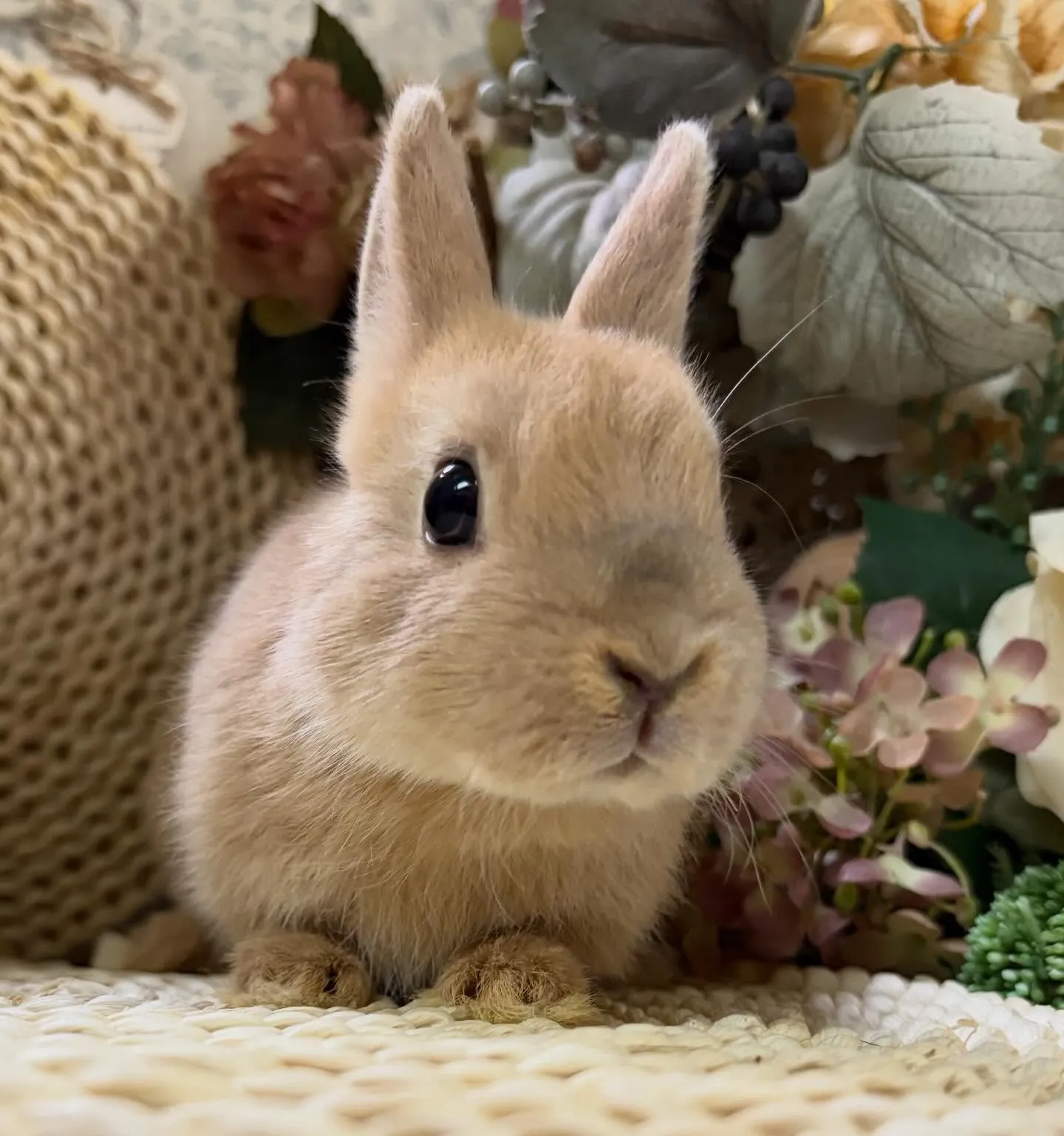 ⭐︎子うさぎ情報⭐︎