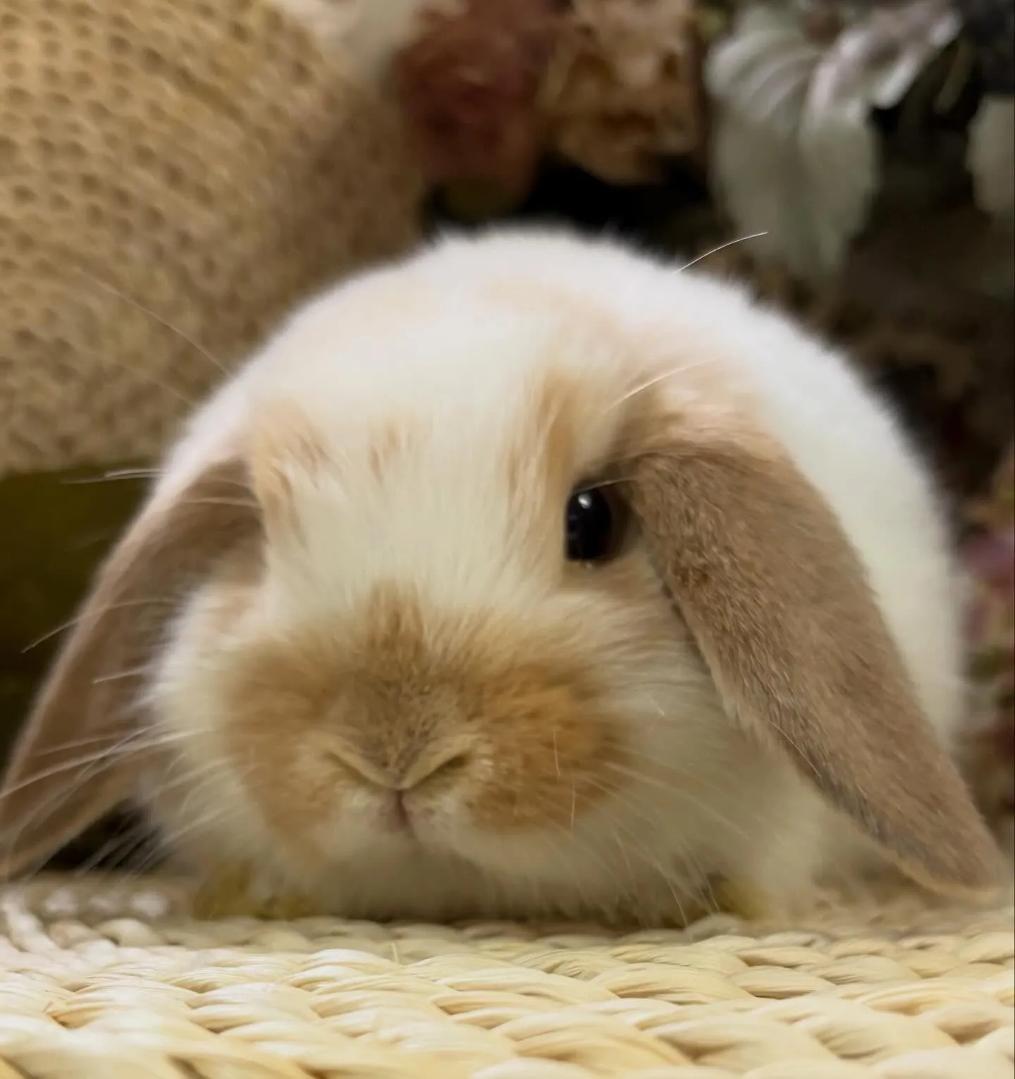 ⭐︎子うさぎ情報⭐︎