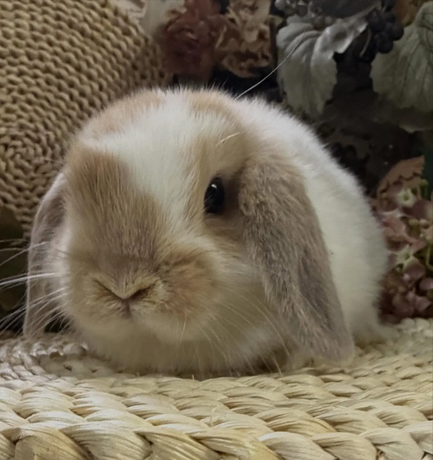 ⭐︎子うさぎ情報⭐︎