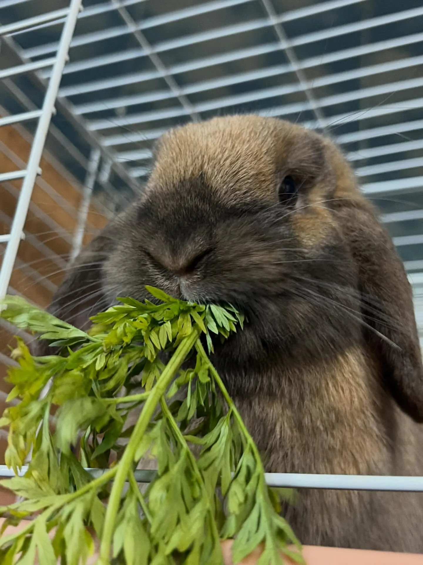 ⭐︎ラキテ葉っぱ⭐︎