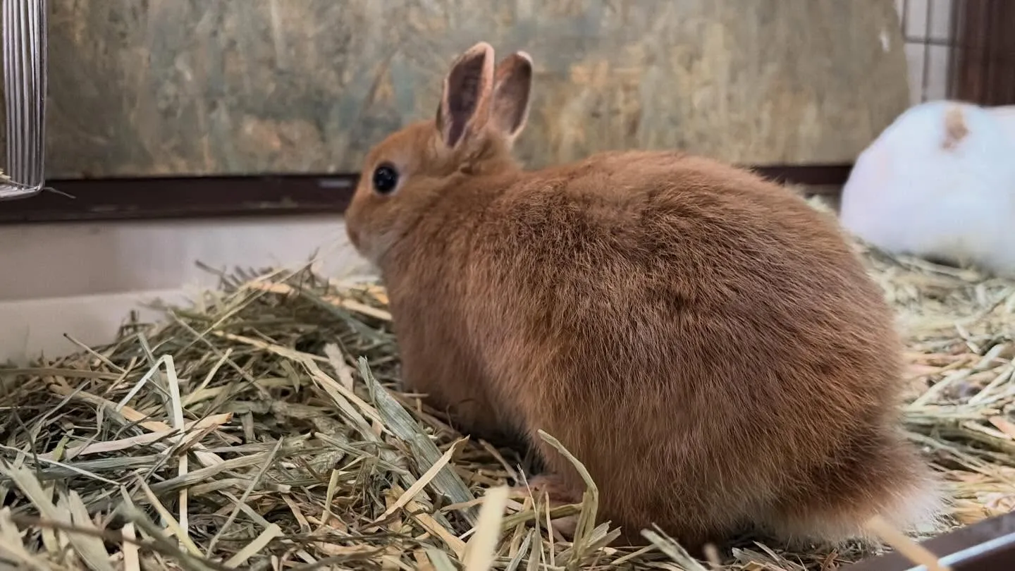 ⭐︎ネザー&ホーランド⭐︎