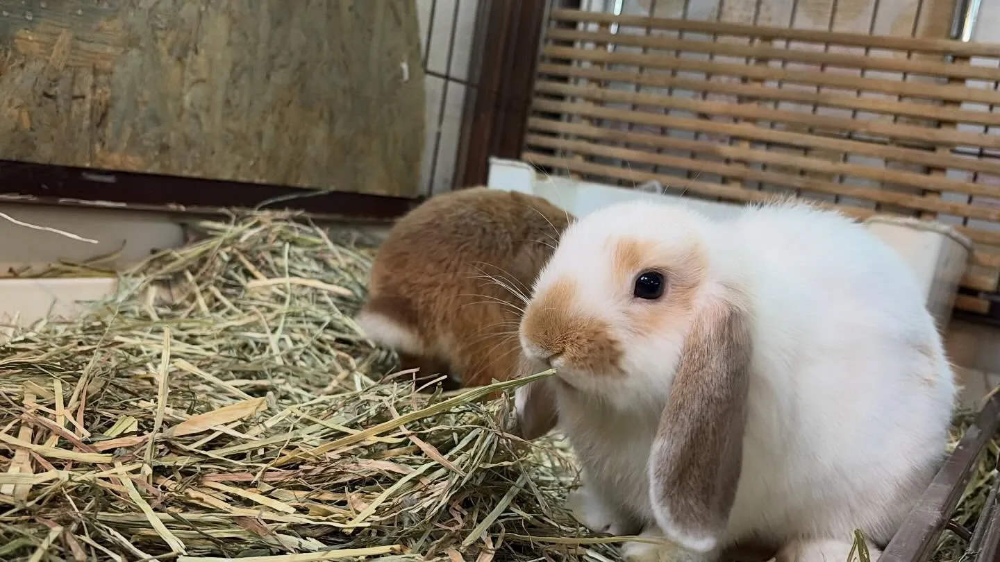 ⭐︎ネザー&ホーランド⭐︎