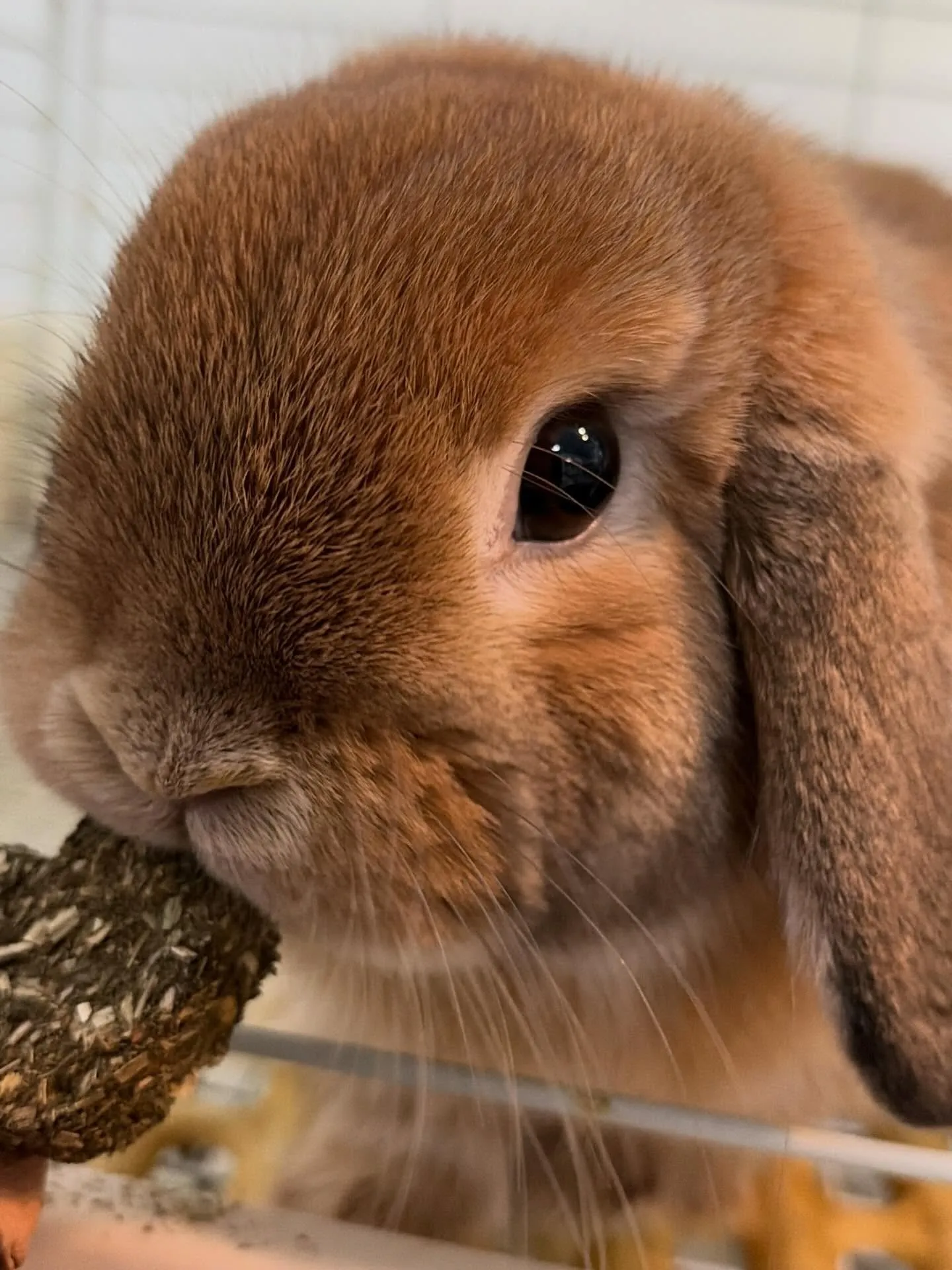⭐︎手作りうさぎクッキー⭐︎