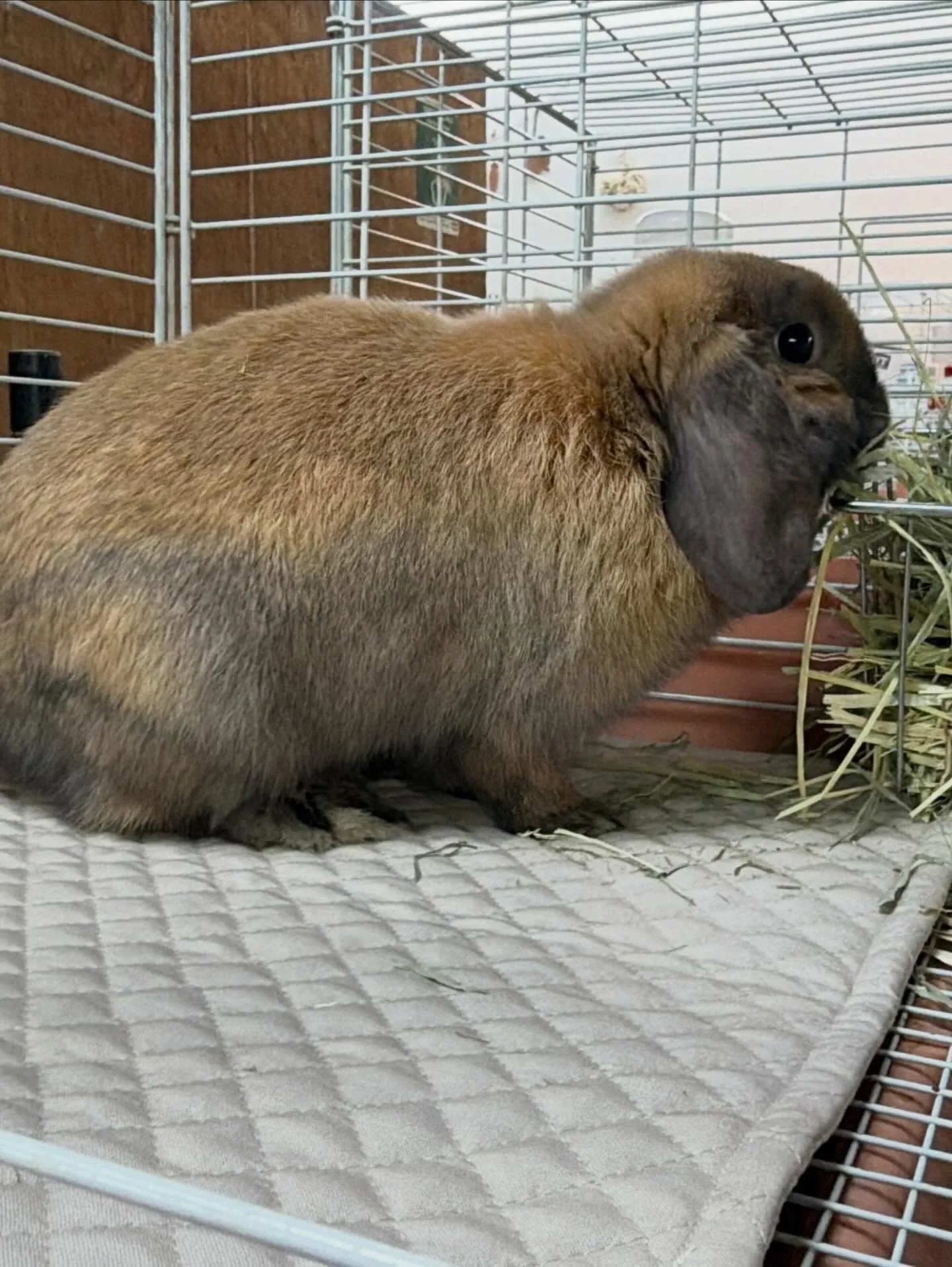 ⭐︎キルトマット⭐︎