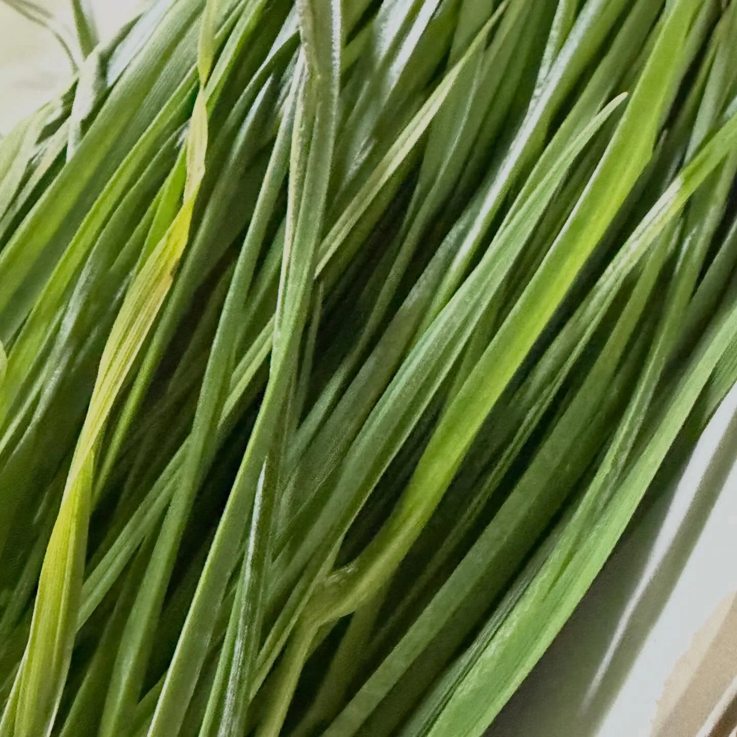 ⭐︎生牧草⭐︎