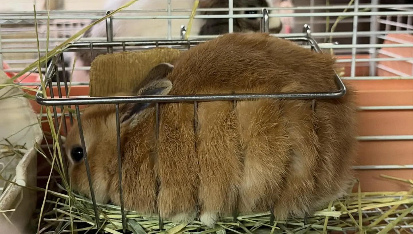 ⭐︎ネザーならでは⭐︎