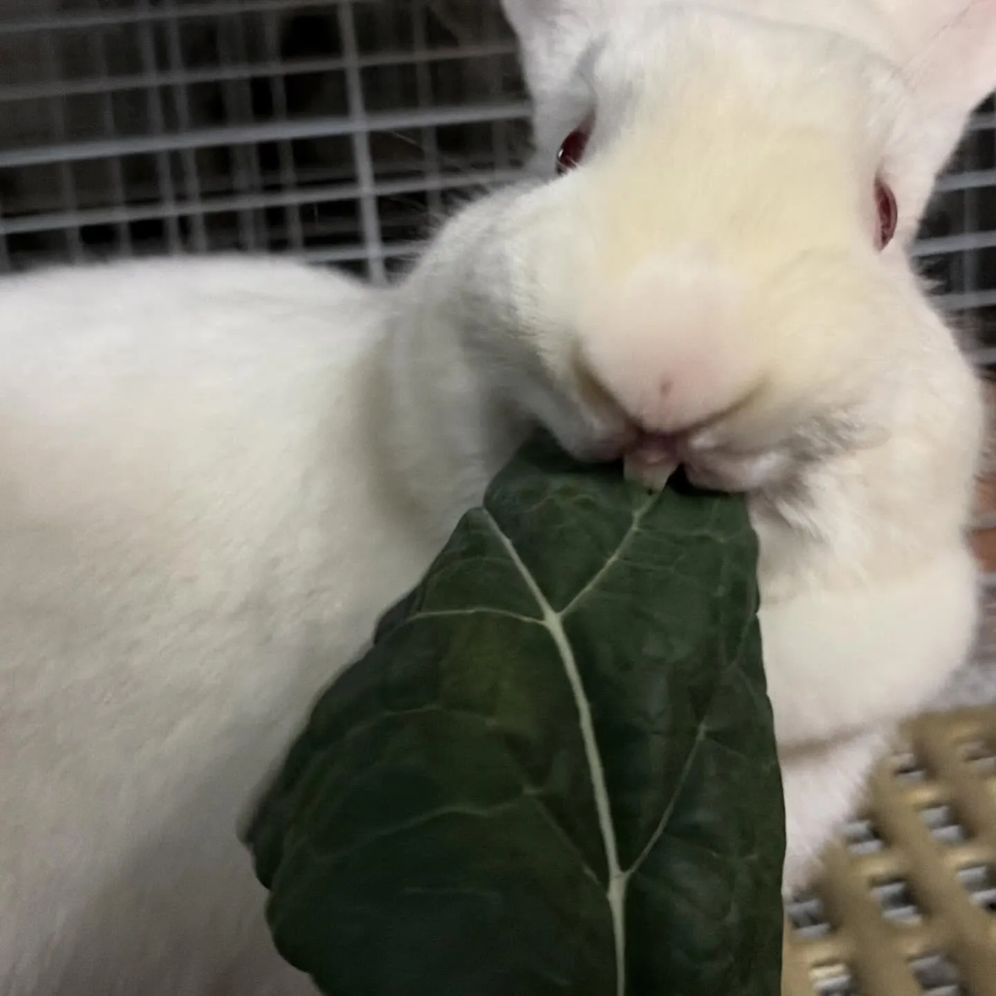 ⭐︎ラキテ葉っぱ⭐︎