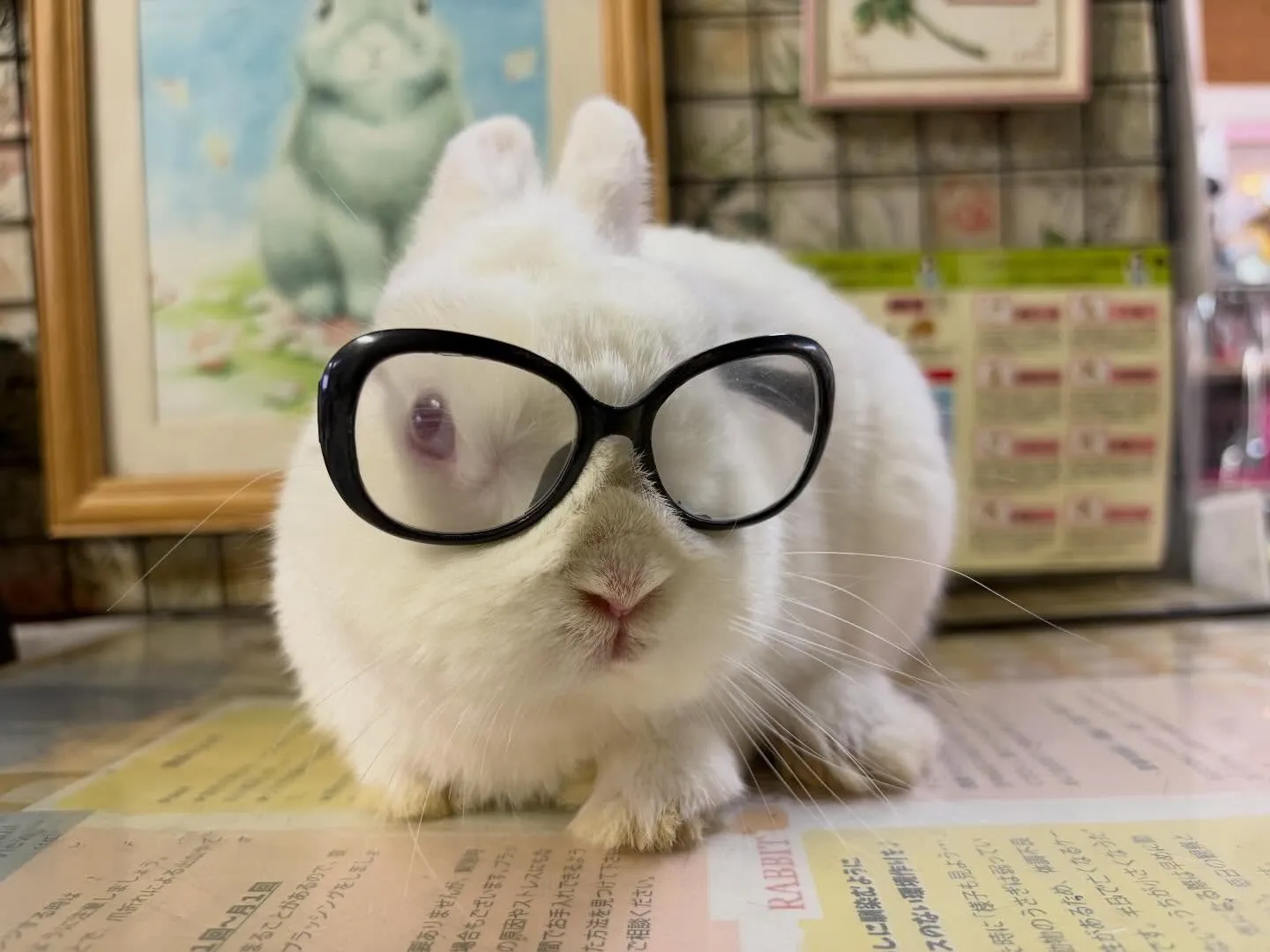 ⭐︎かぶらくん⭐︎