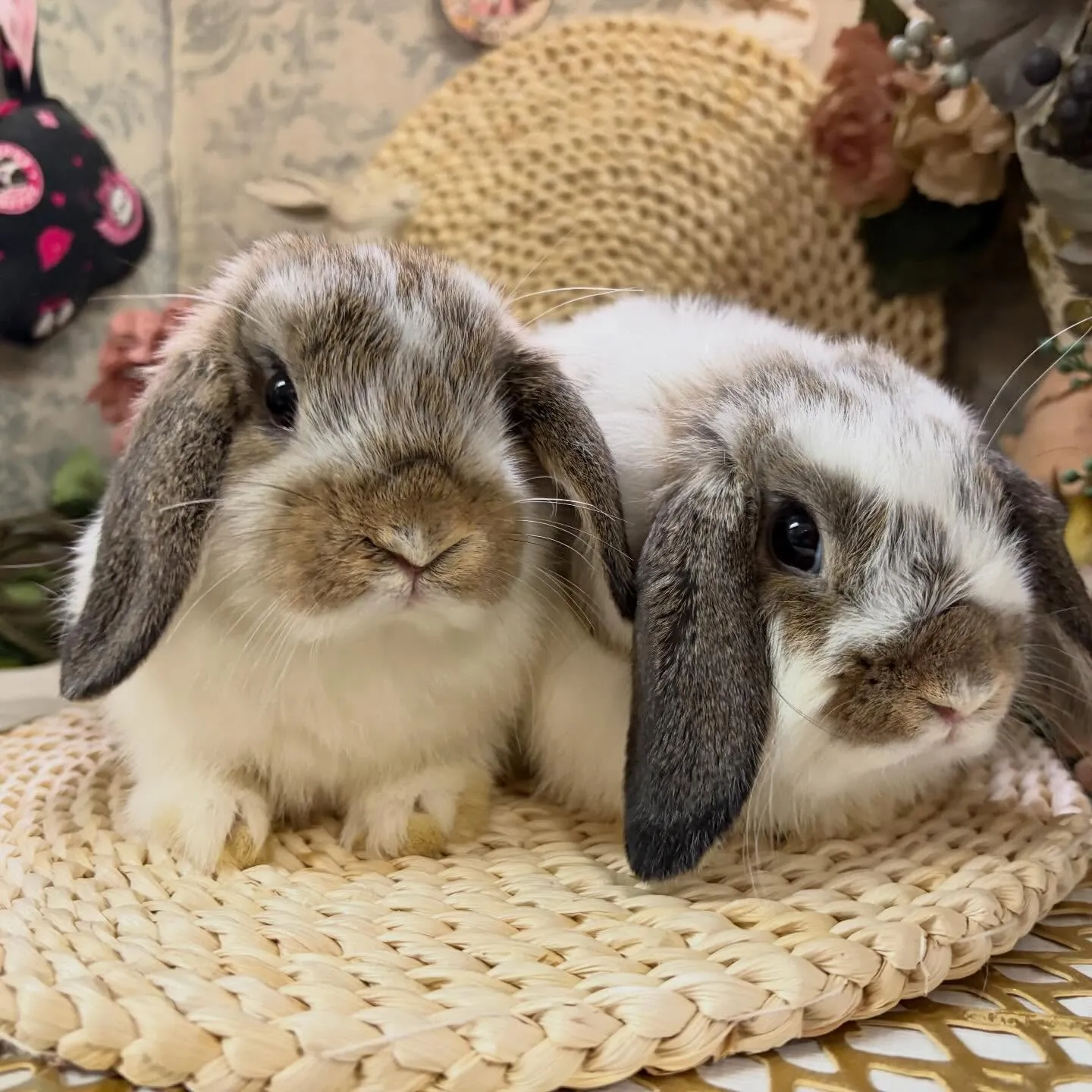 ⭐︎姉妹ではないけれど⭐︎