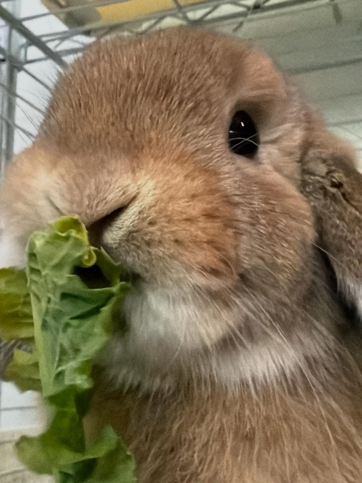 ⭐︎うまうま葉っぱ⭐︎