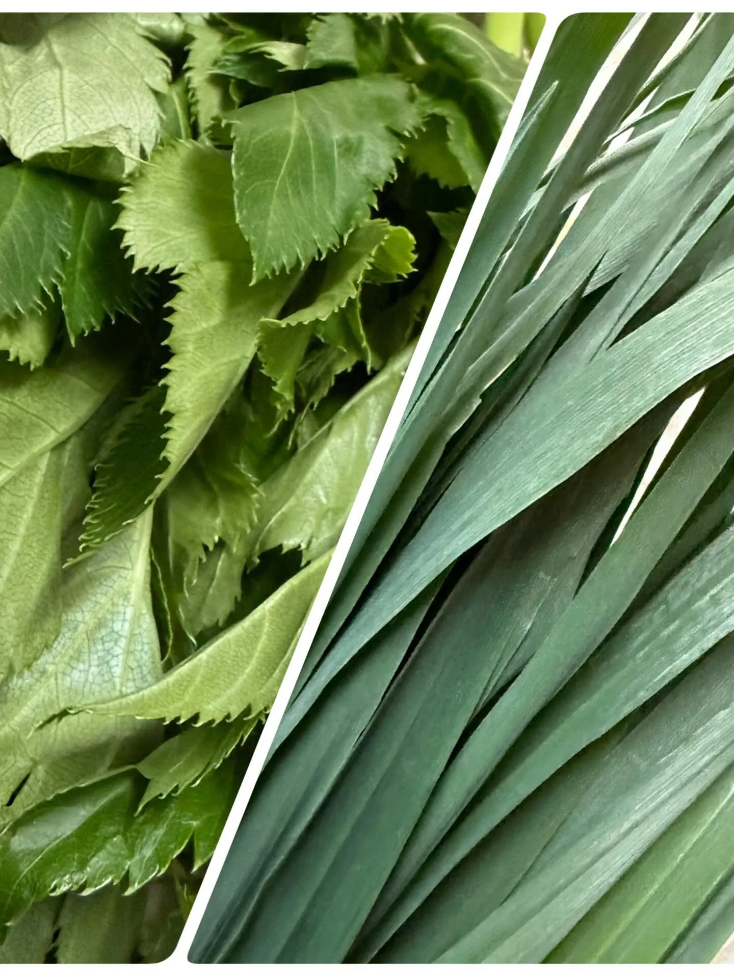 ⭐︎うまうま葉っぱ⭐︎