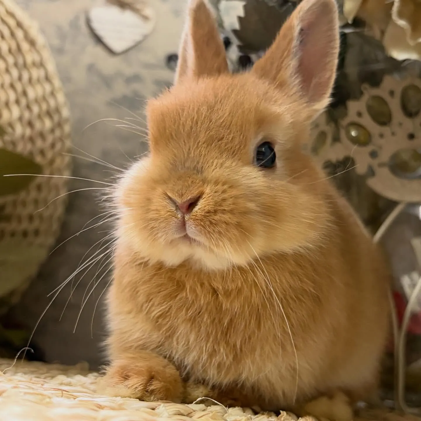 ⭐︎子うさぎ情報⭐︎