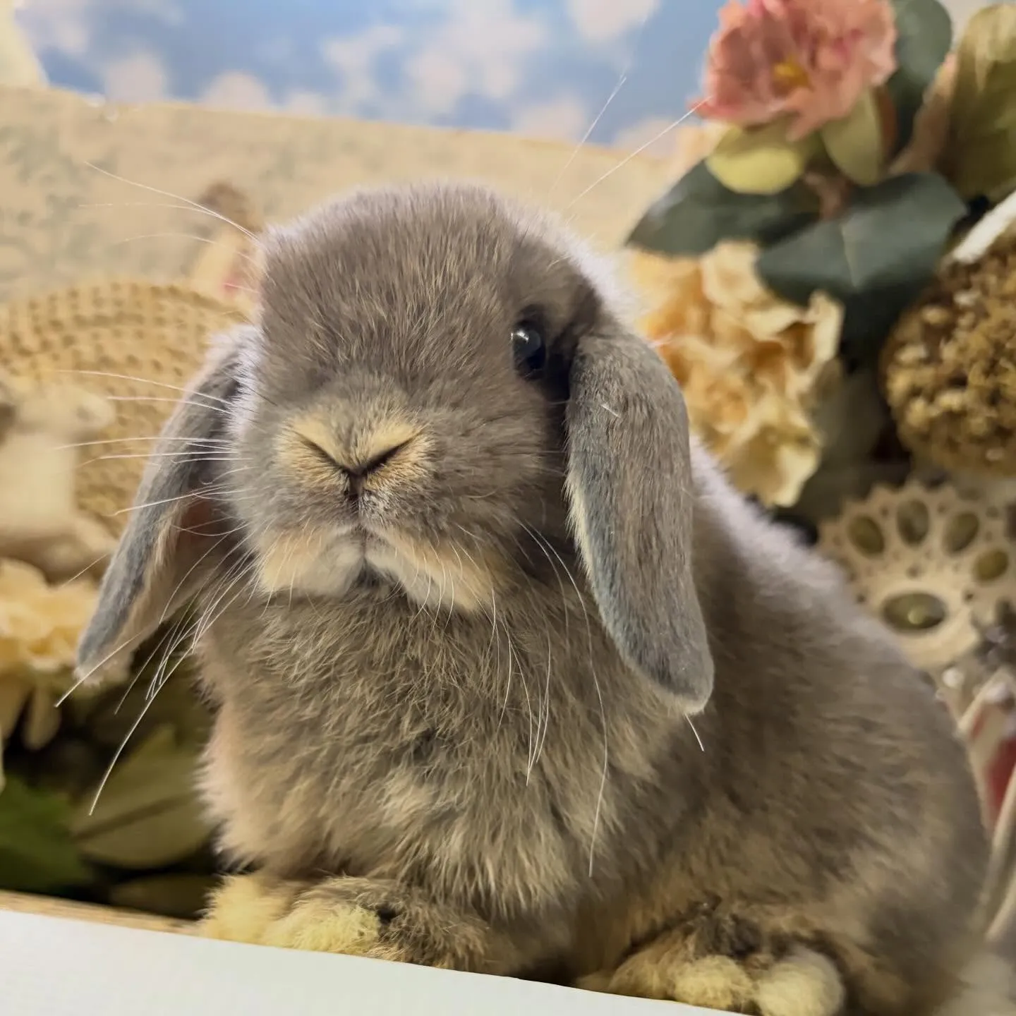 ⭐︎子うさぎ情報⭐︎