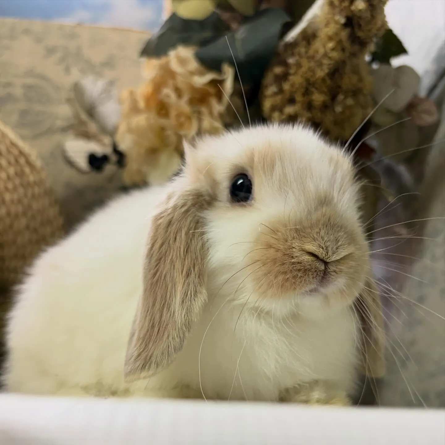 ⭐︎子うさぎ情報⭐︎