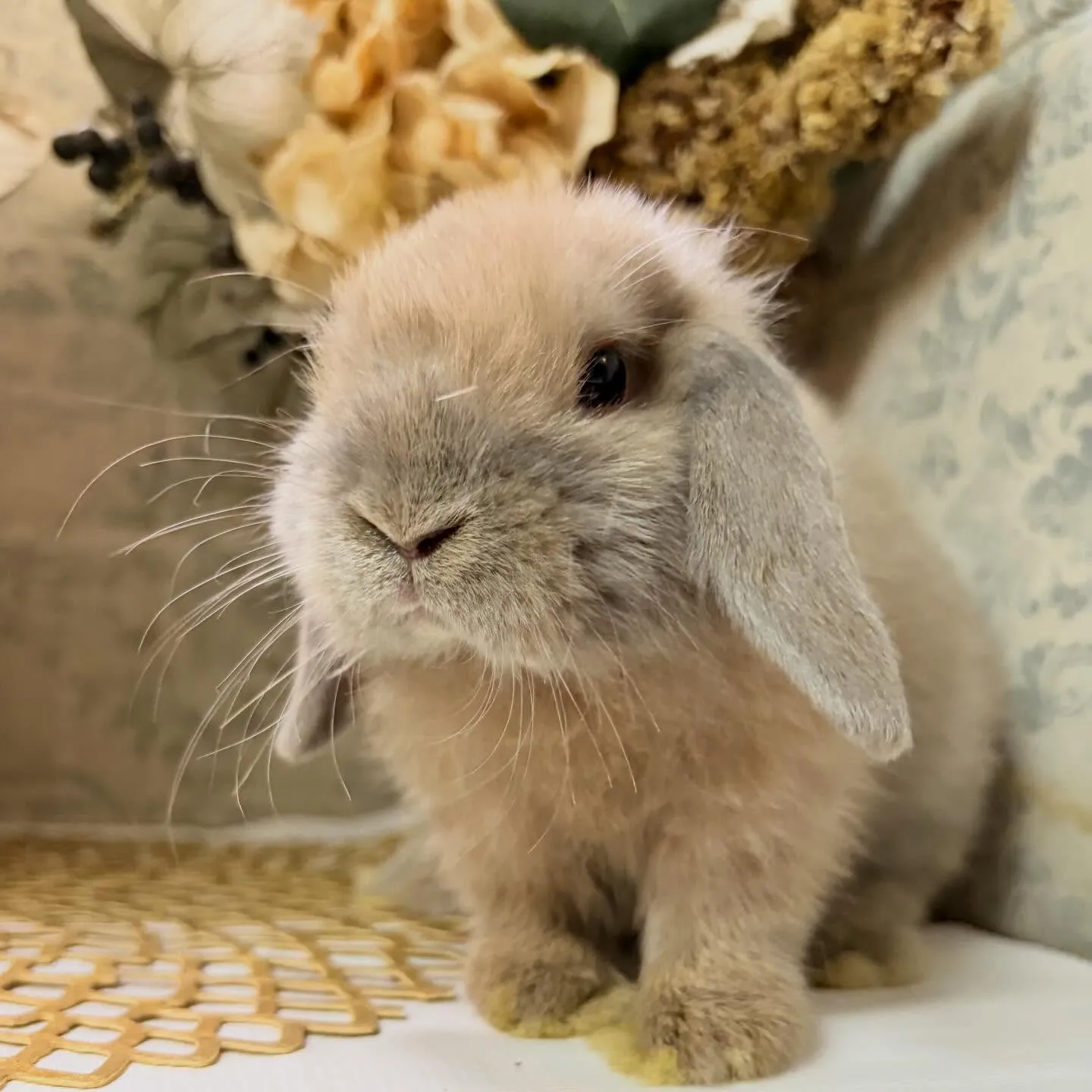 ⭐︎子うさぎ情報⭐︎