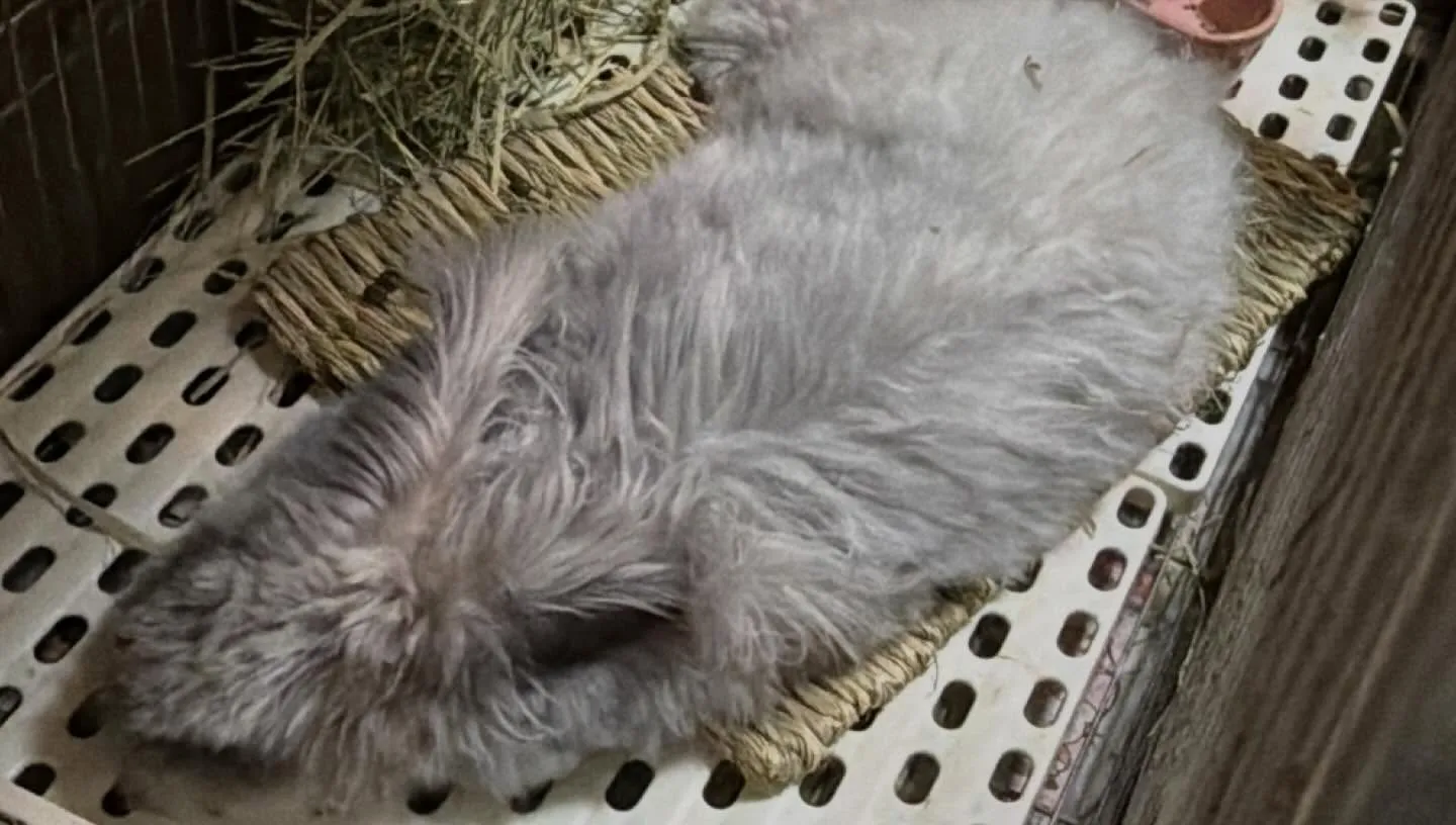 ⭐︎アンゴラうさぎ⭐︎