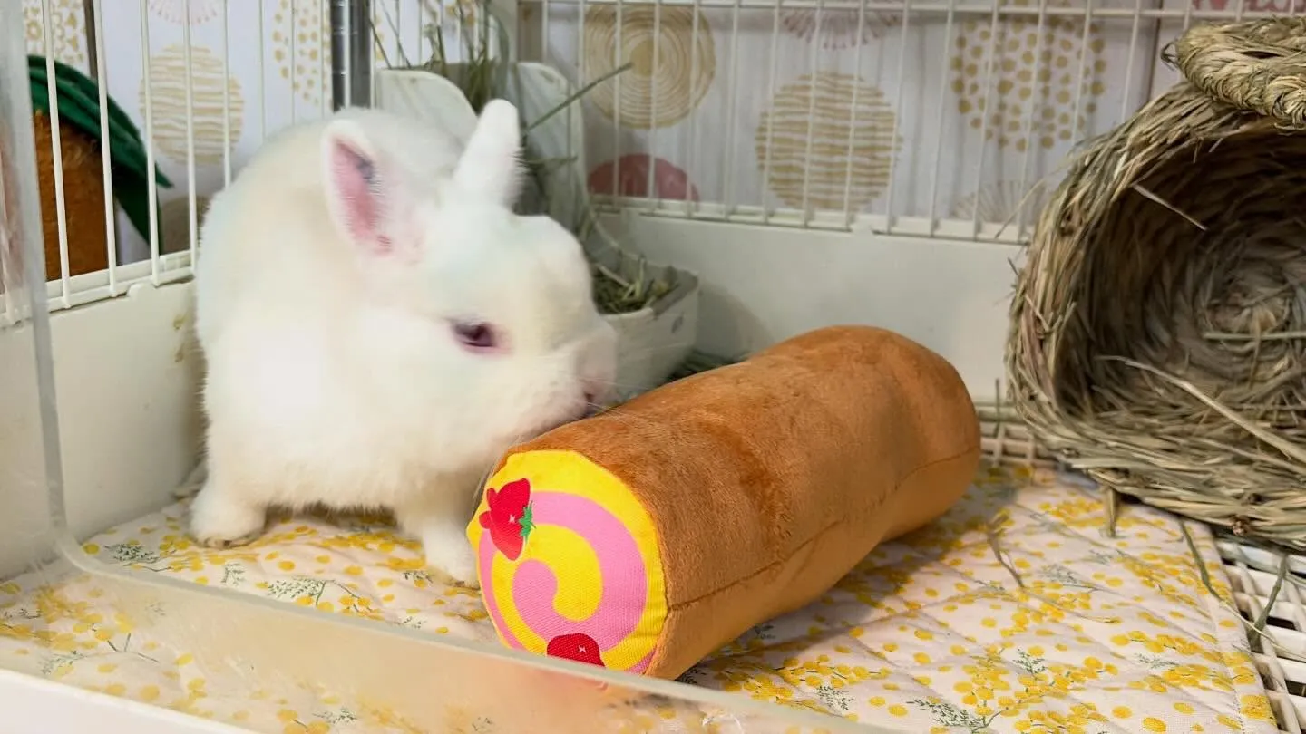 ⭐︎ケージレイアウトのご提案⭐︎