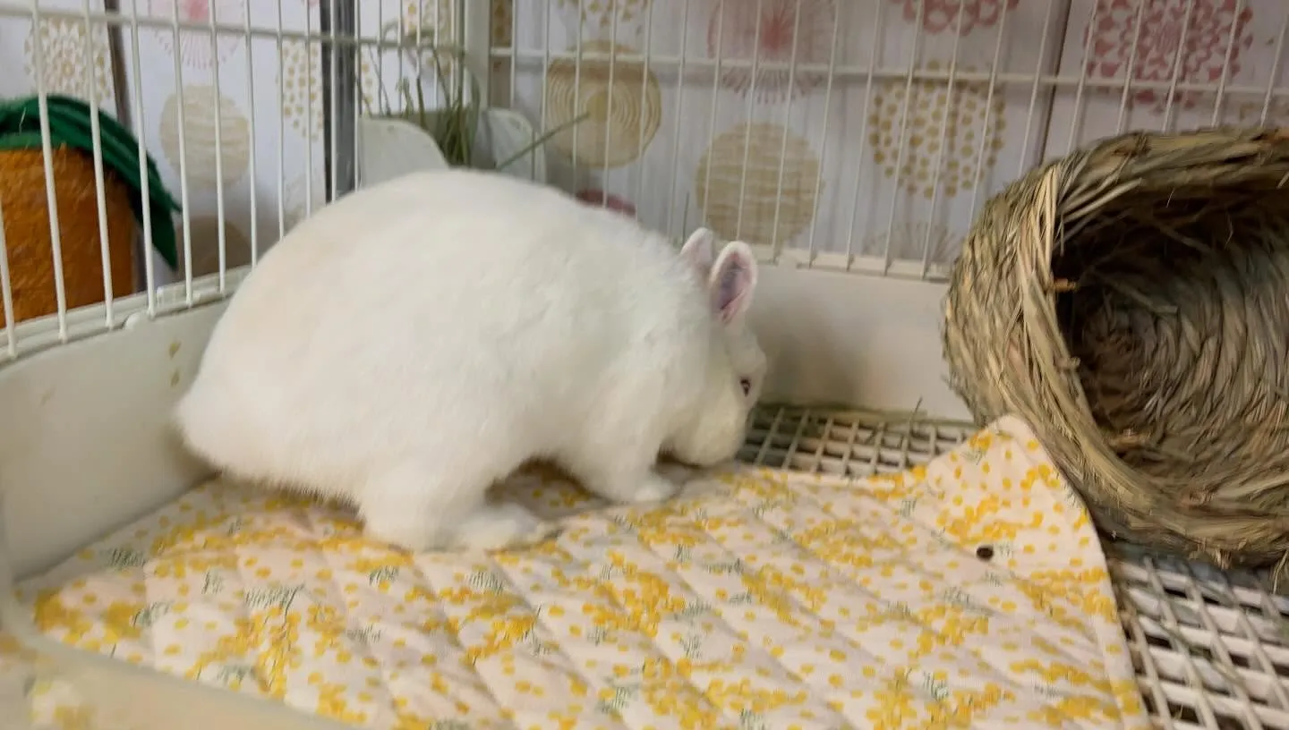 ⭐︎ケージレイアウトのご提案⭐︎