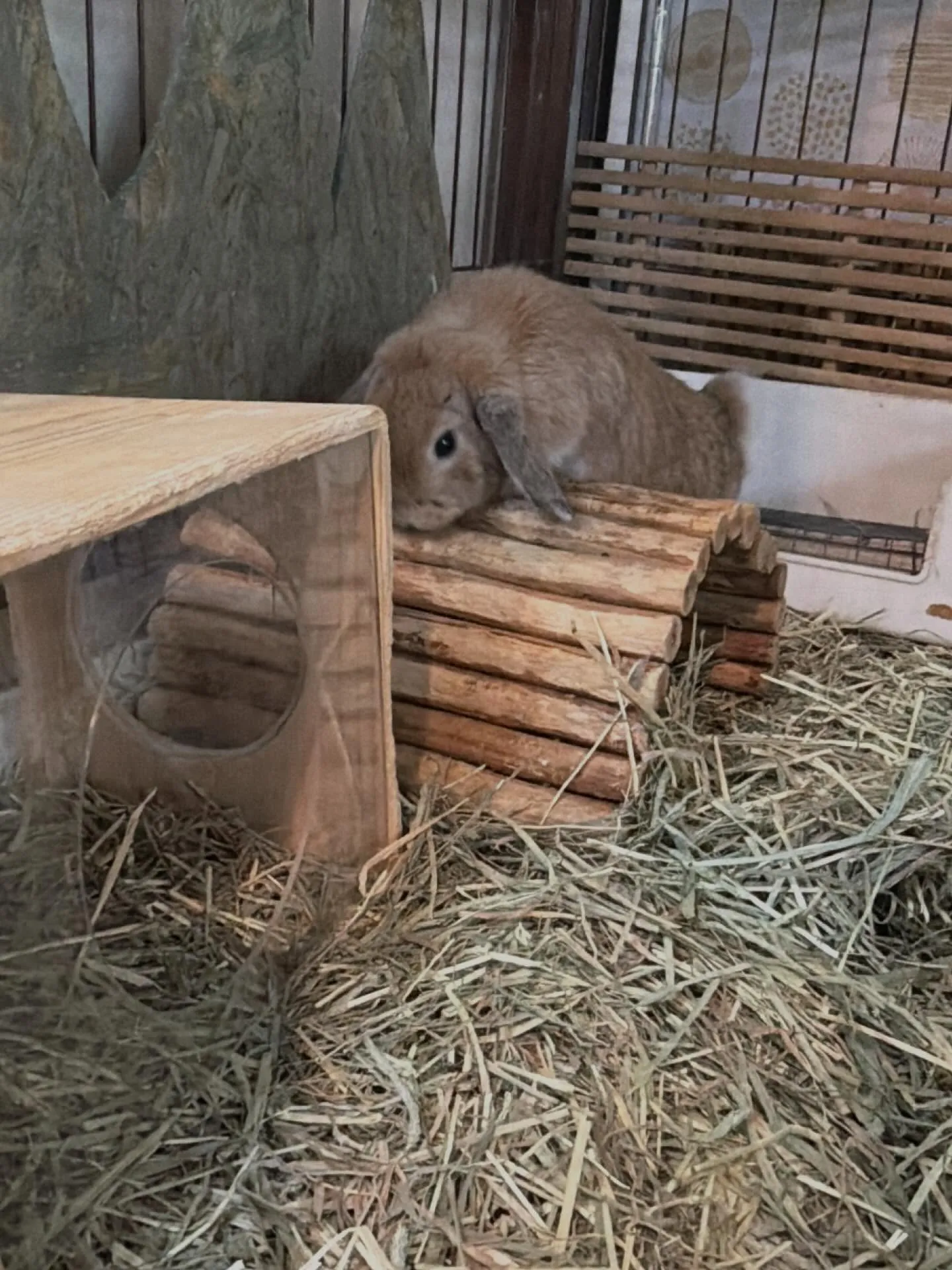 ⭐︎ケージレイアウトのご提案⭐︎