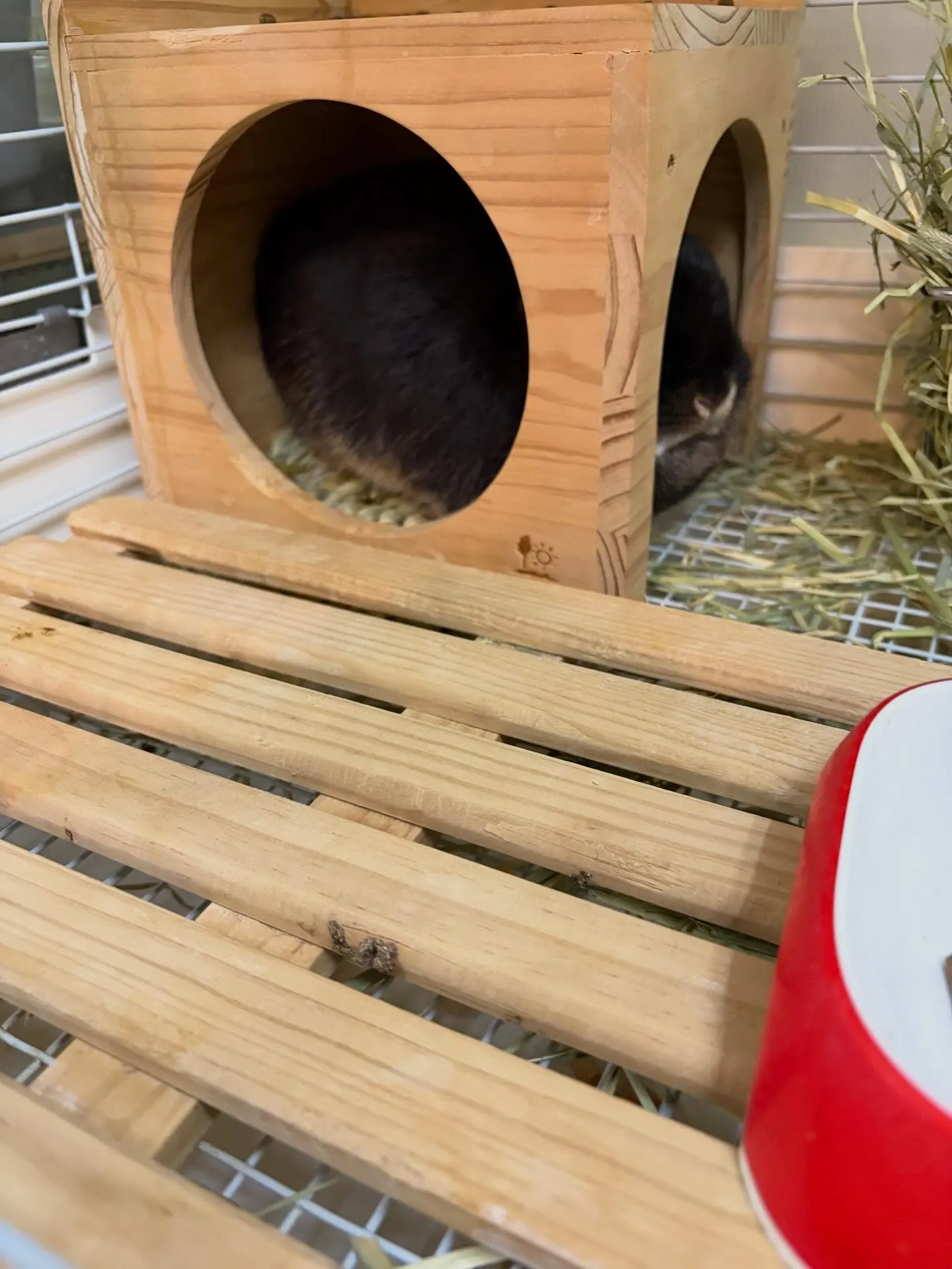 ⭐︎ケージレイアウトのご提案⭐︎