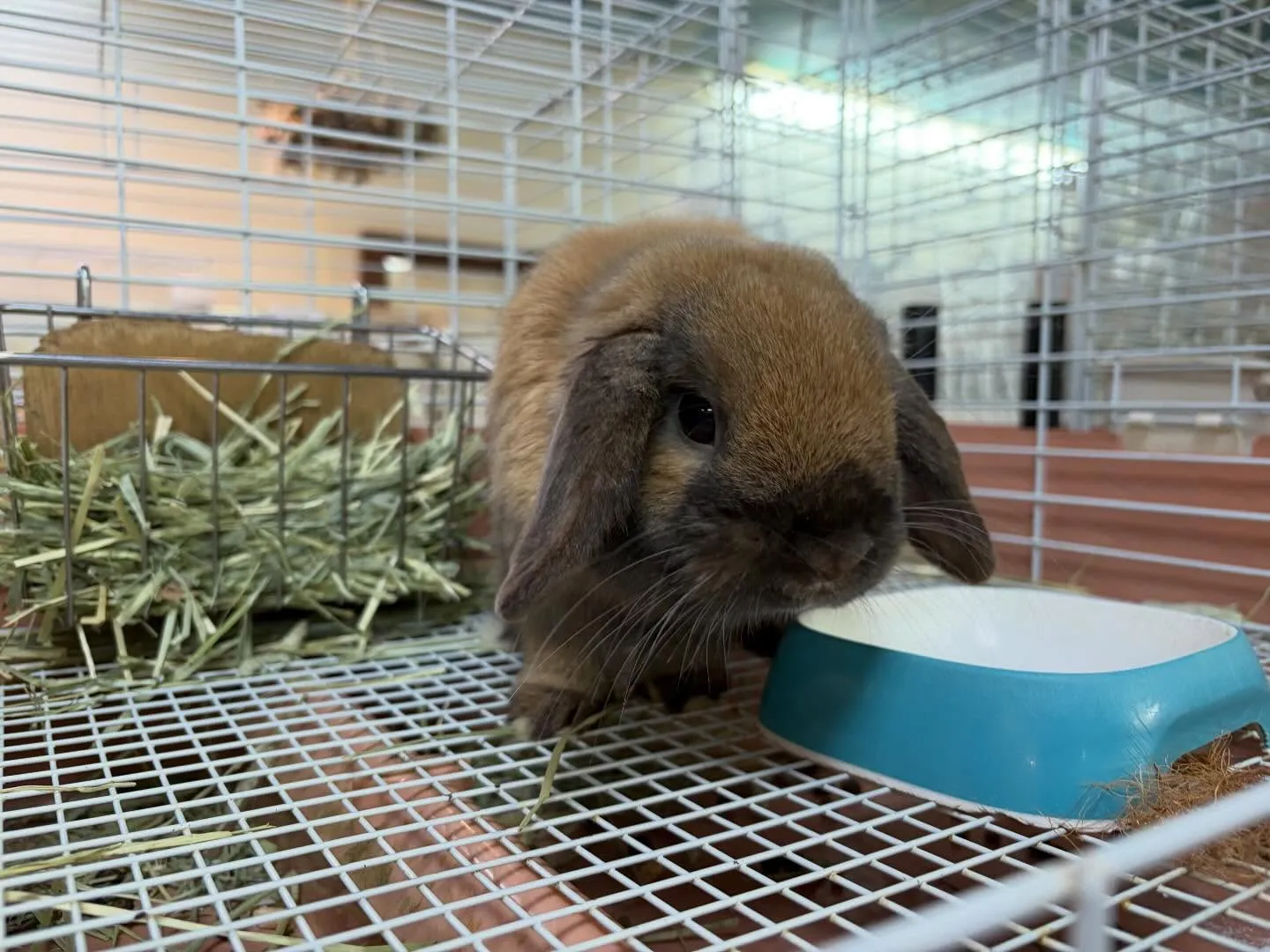 ⭐︎ケージレイアウトのご提案⭐︎