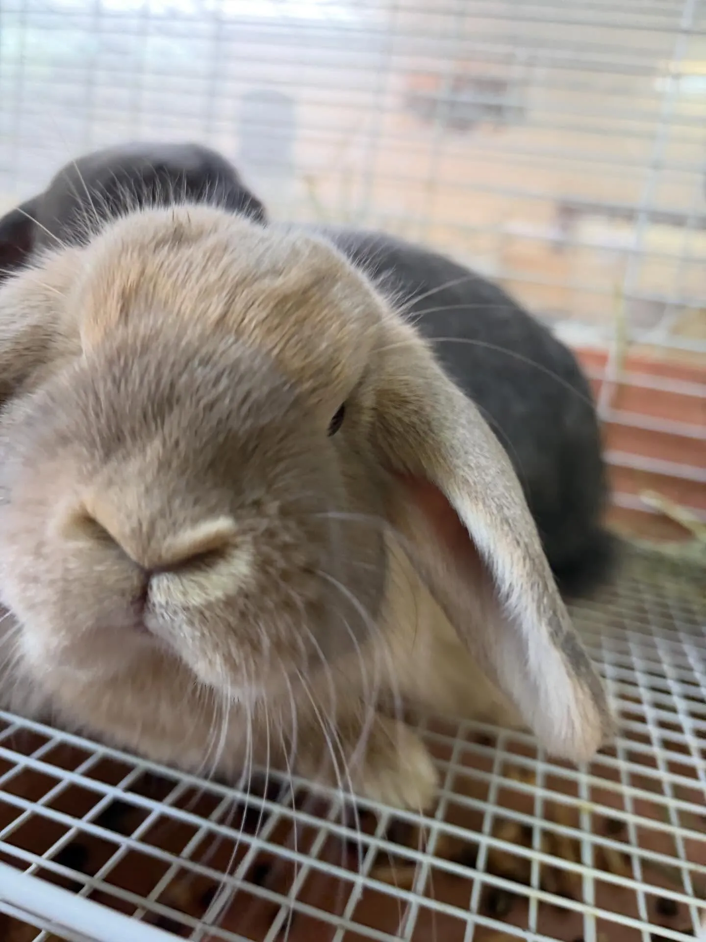 ⭐︎ケージレイアウトのご提案⭐︎