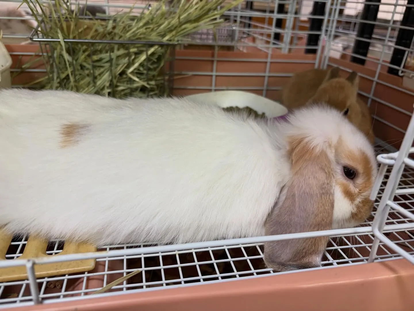 ⭐︎ケージレイアウトのご提案⭐︎