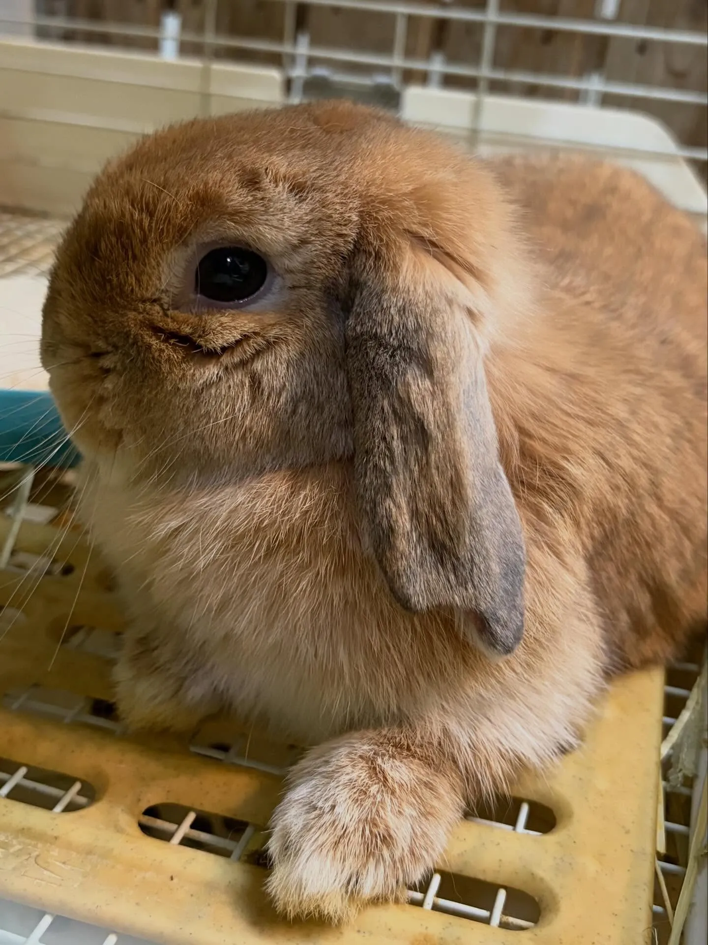 ⭐︎ケージレイアウトのご提案⭐︎