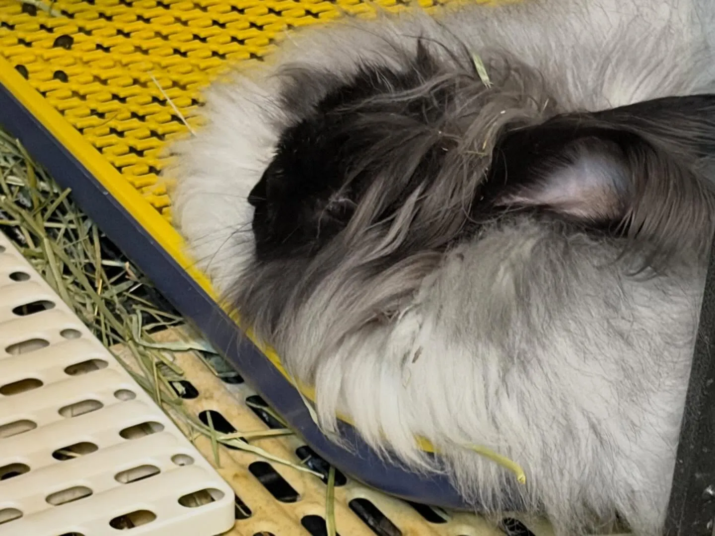 ⭐︎ケージレイアウトのご提案⭐︎