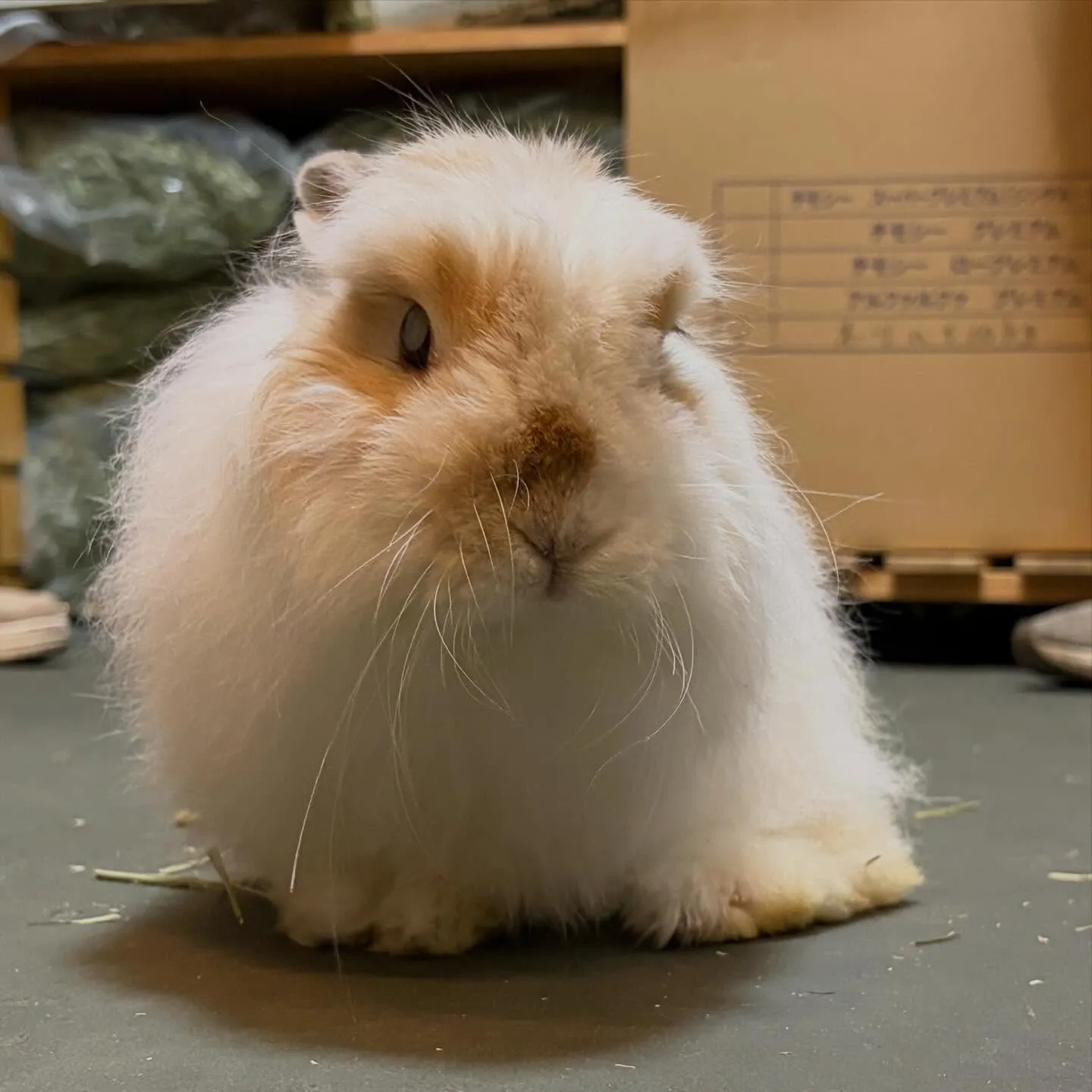 ⭐︎12歳6ヶ月⭐︎