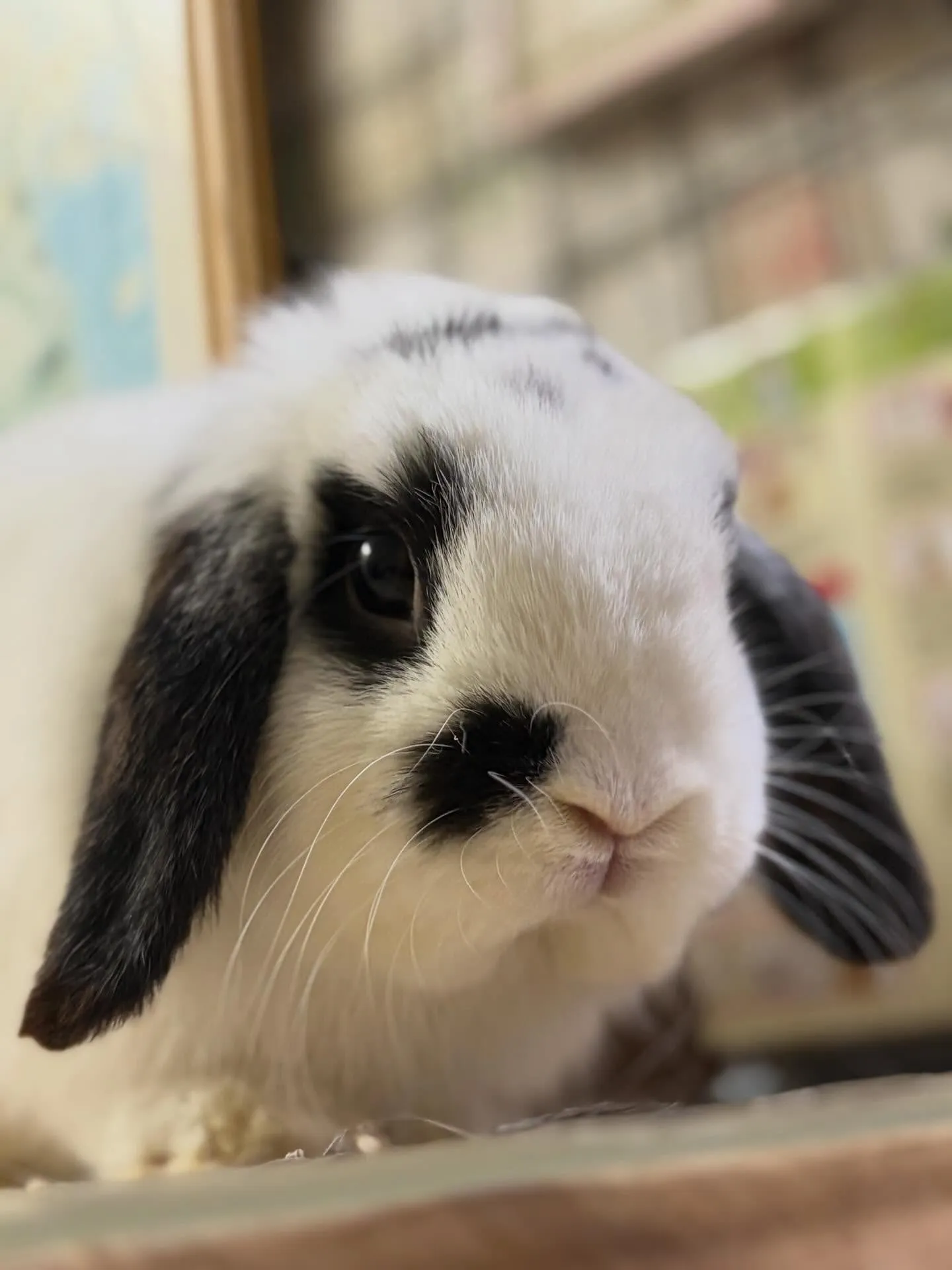 ⭐︎たれみみうさぎ⭐︎