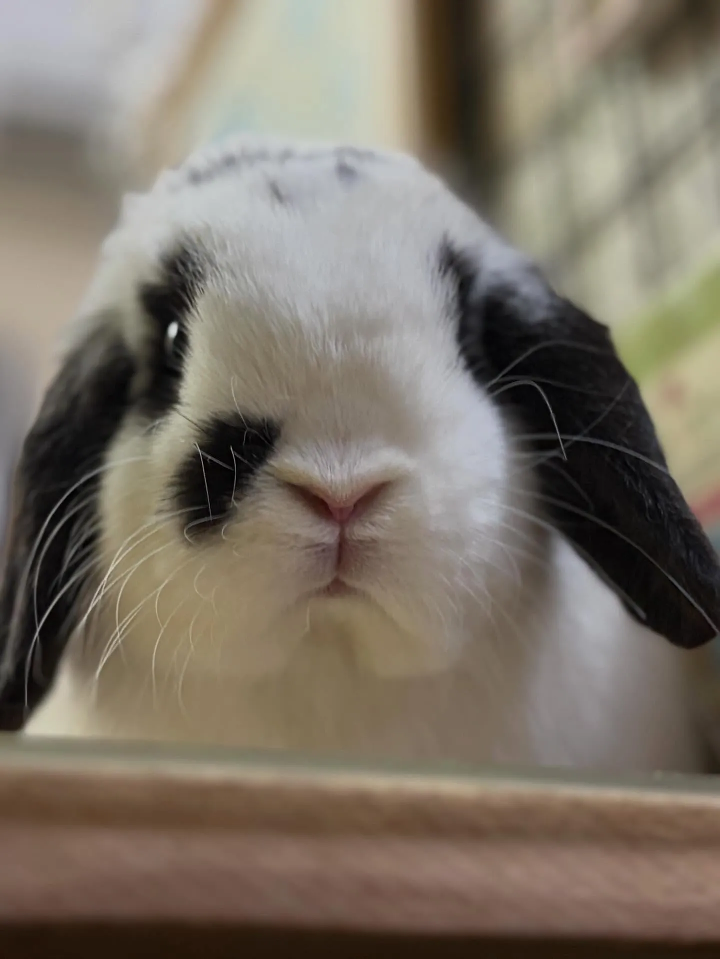 ⭐︎たれみみうさぎ⭐︎