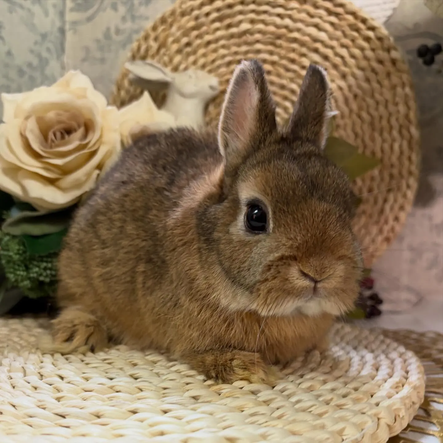 ⭐︎子うさぎ情報⭐︎
