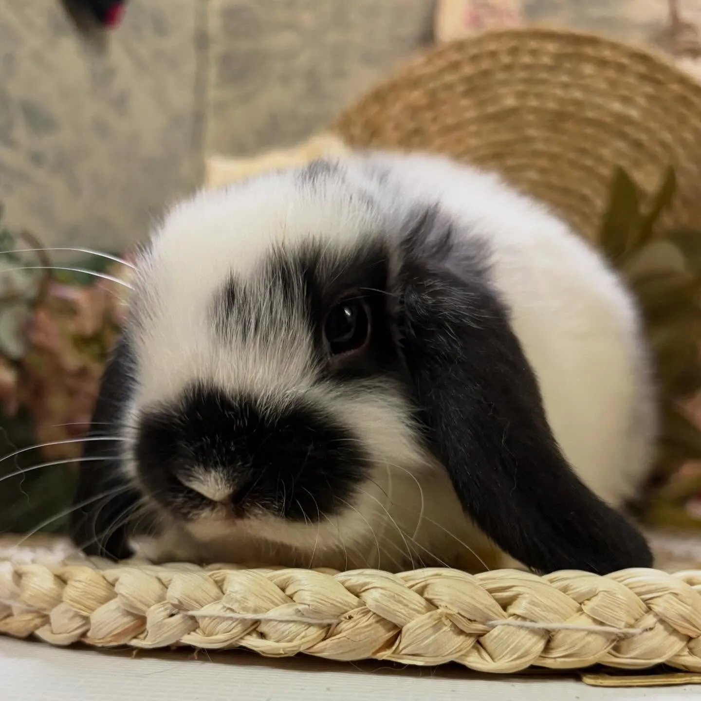 ⭐︎子うさぎ情報⭐︎