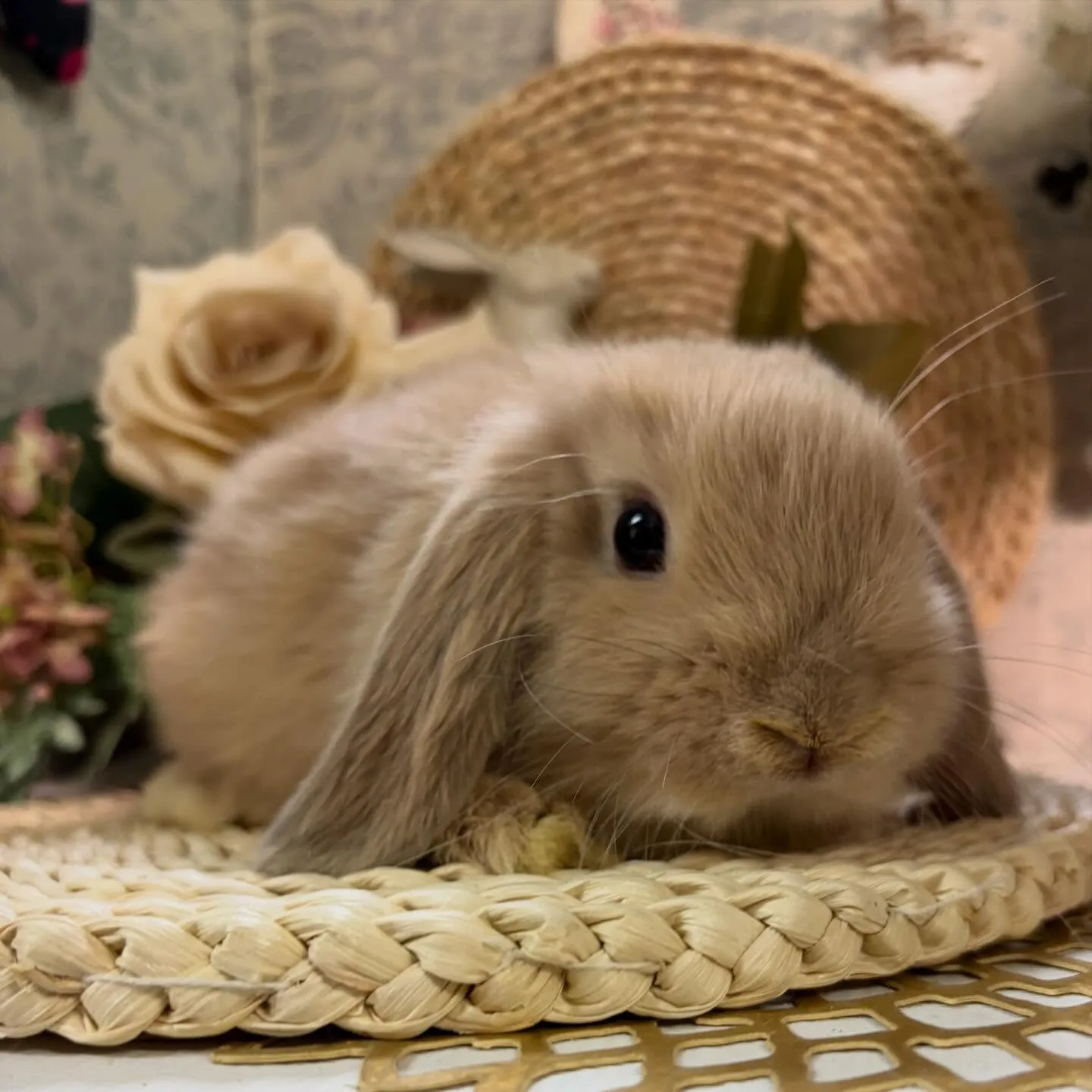 ⭐︎子うさぎ情報⭐︎