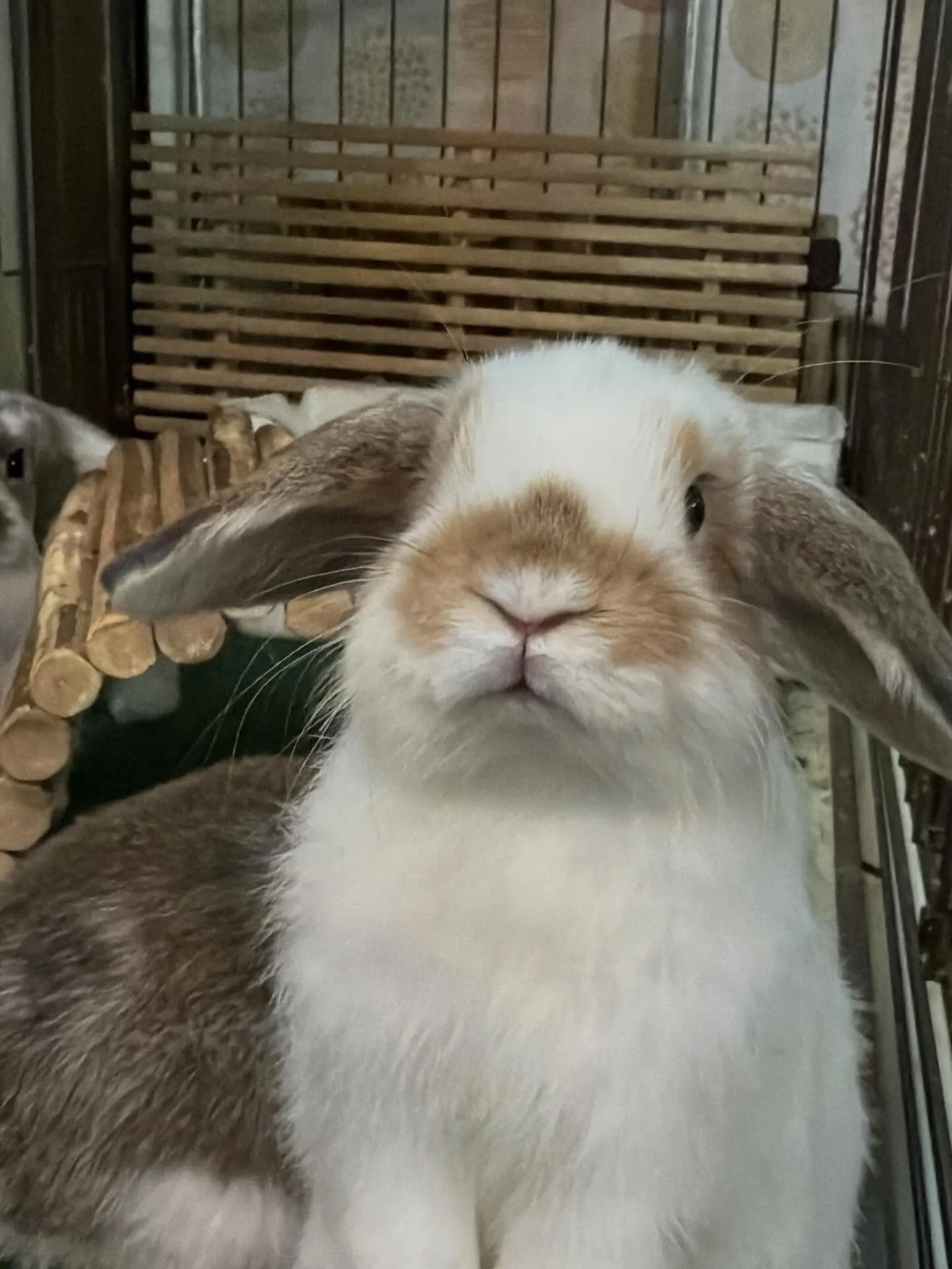 ⭐︎たれみみ⭐︎