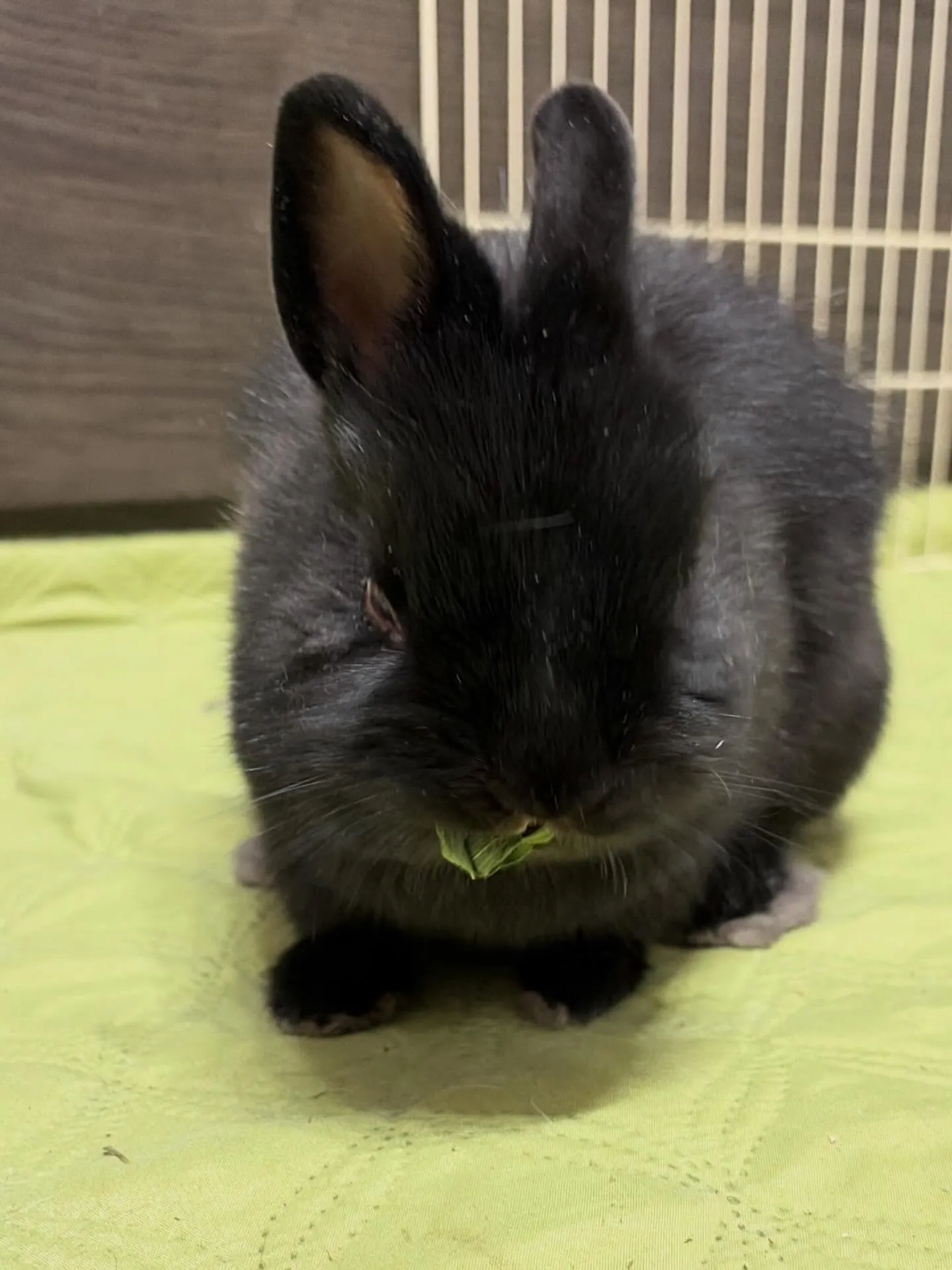 ⭐︎うさ鬼⭐︎