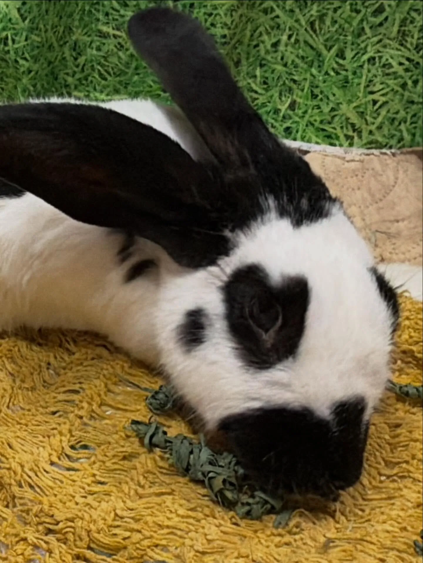 ⭐︎うさ鬼⭐︎