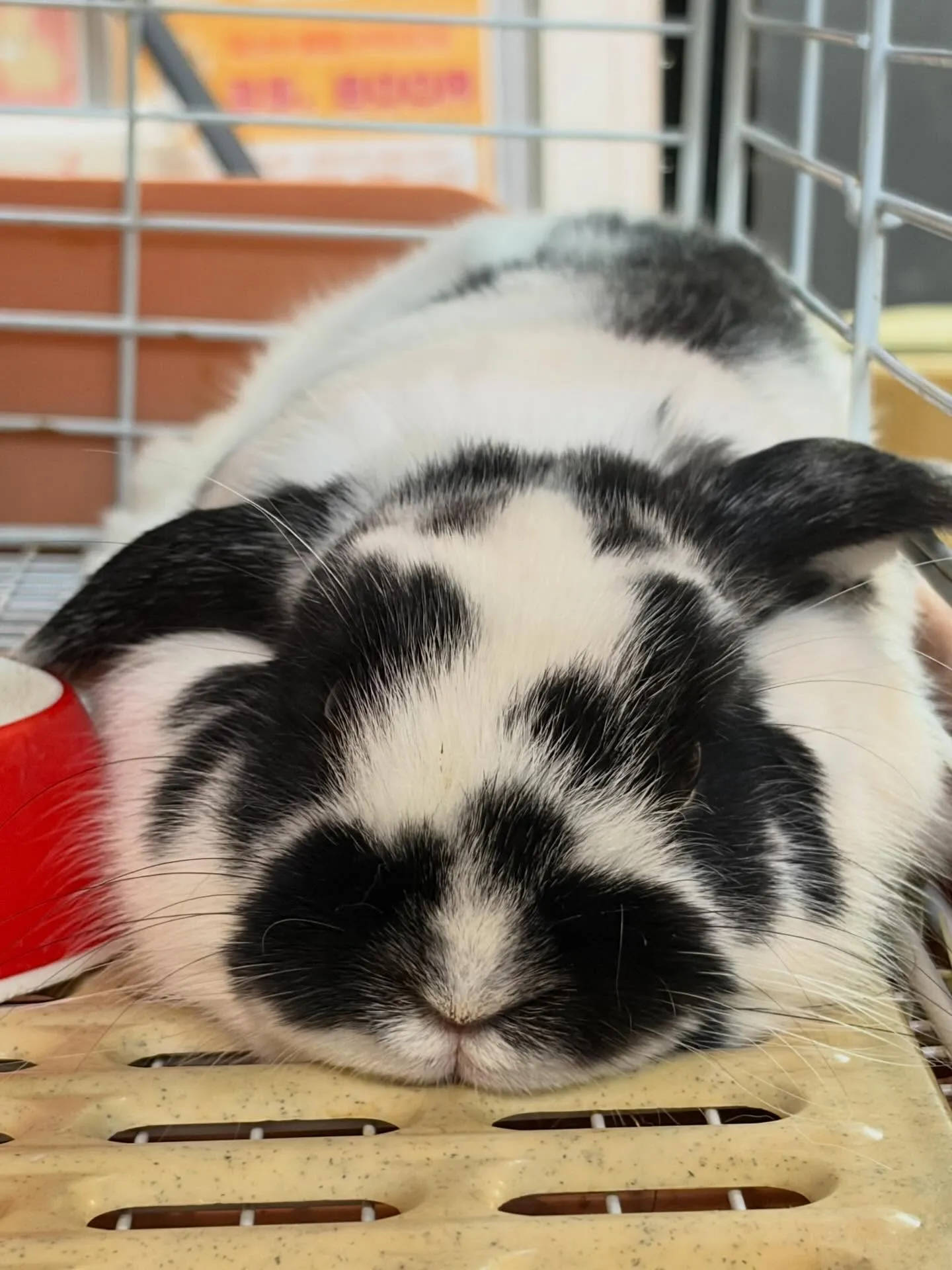 ⭐︎お迎えキャンペーン⭐︎